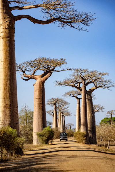 Majestic baobab trees line a dirt road with a vehicle.