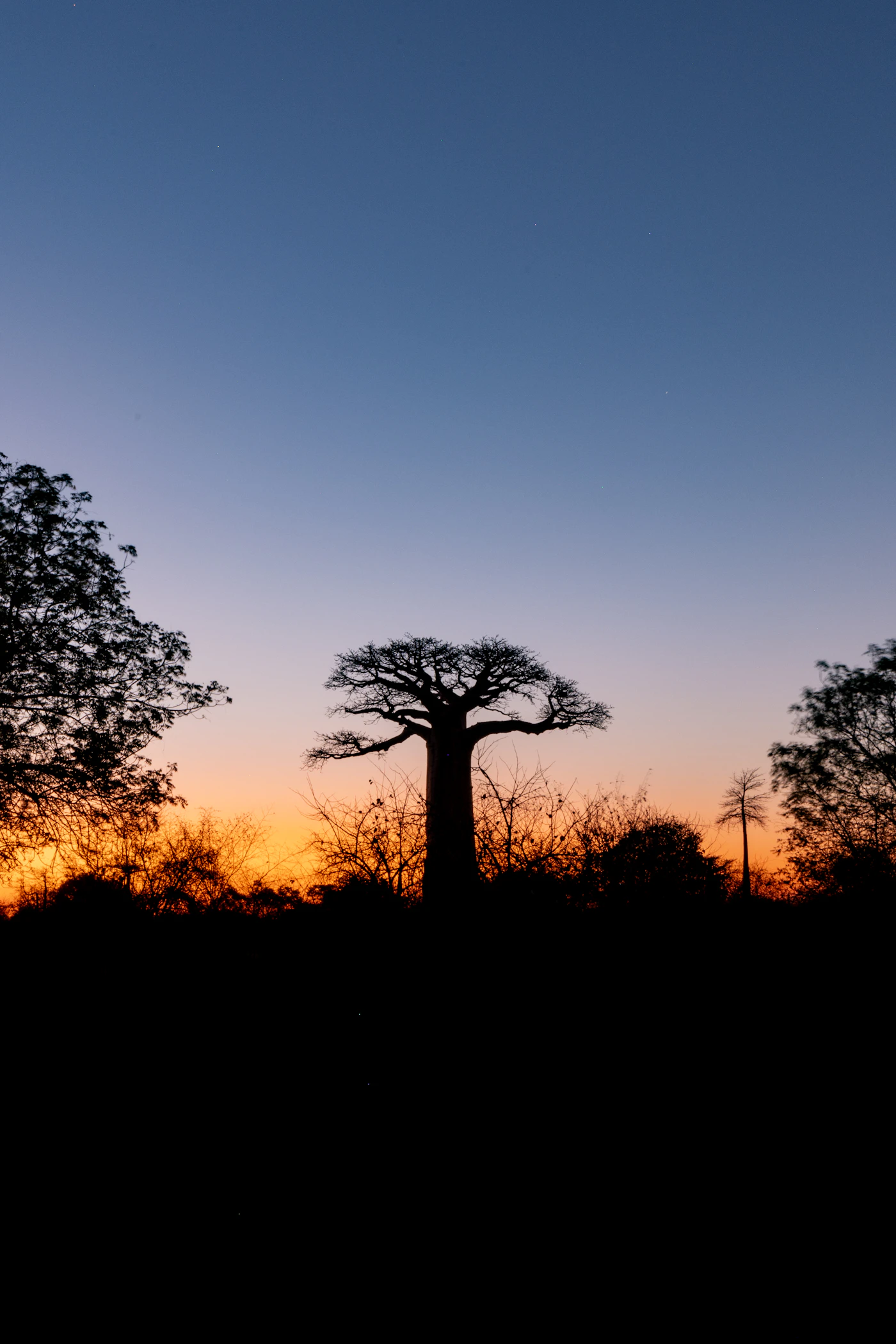 A lone African tree in silhouette at dusk