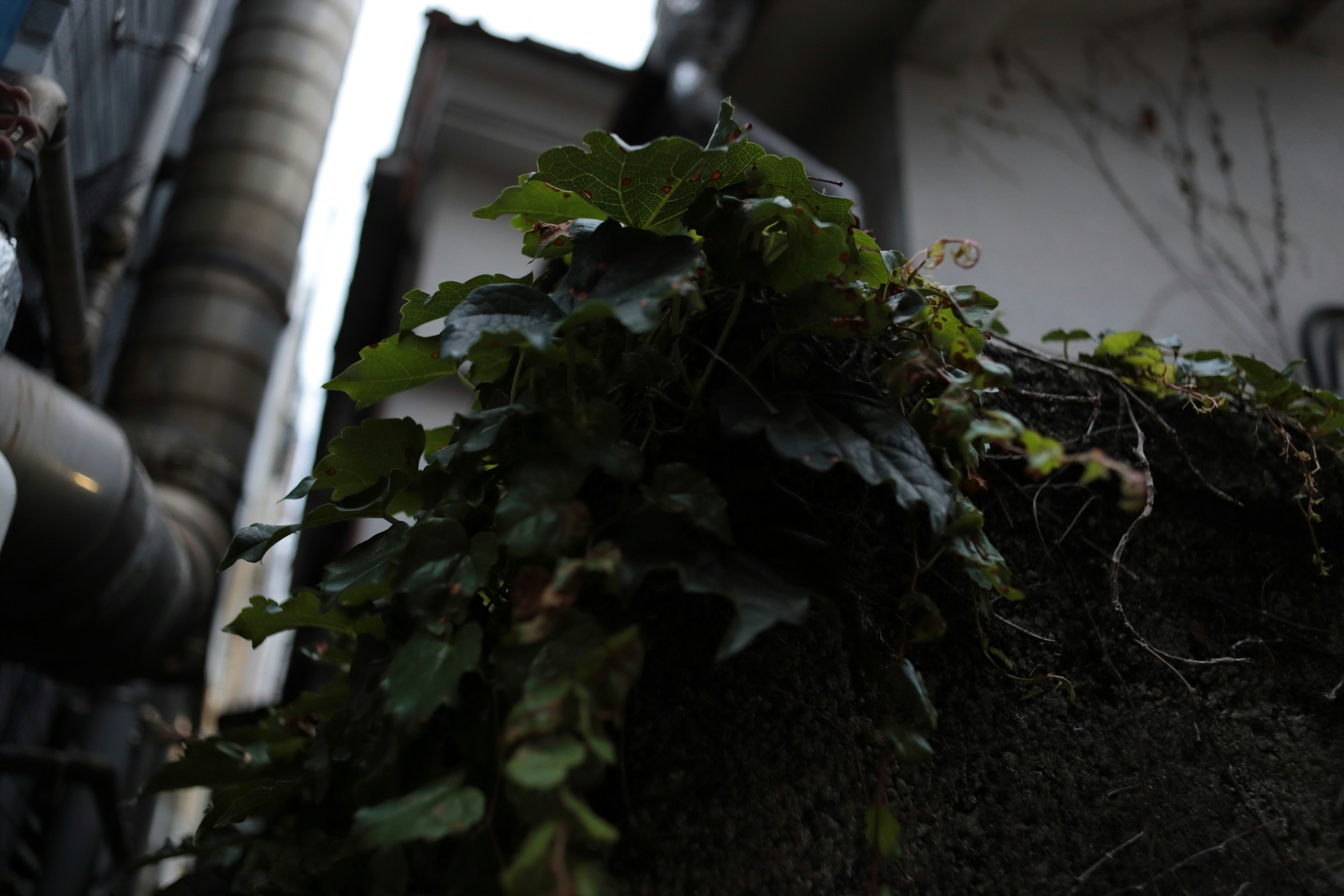 Photo by bluesoda