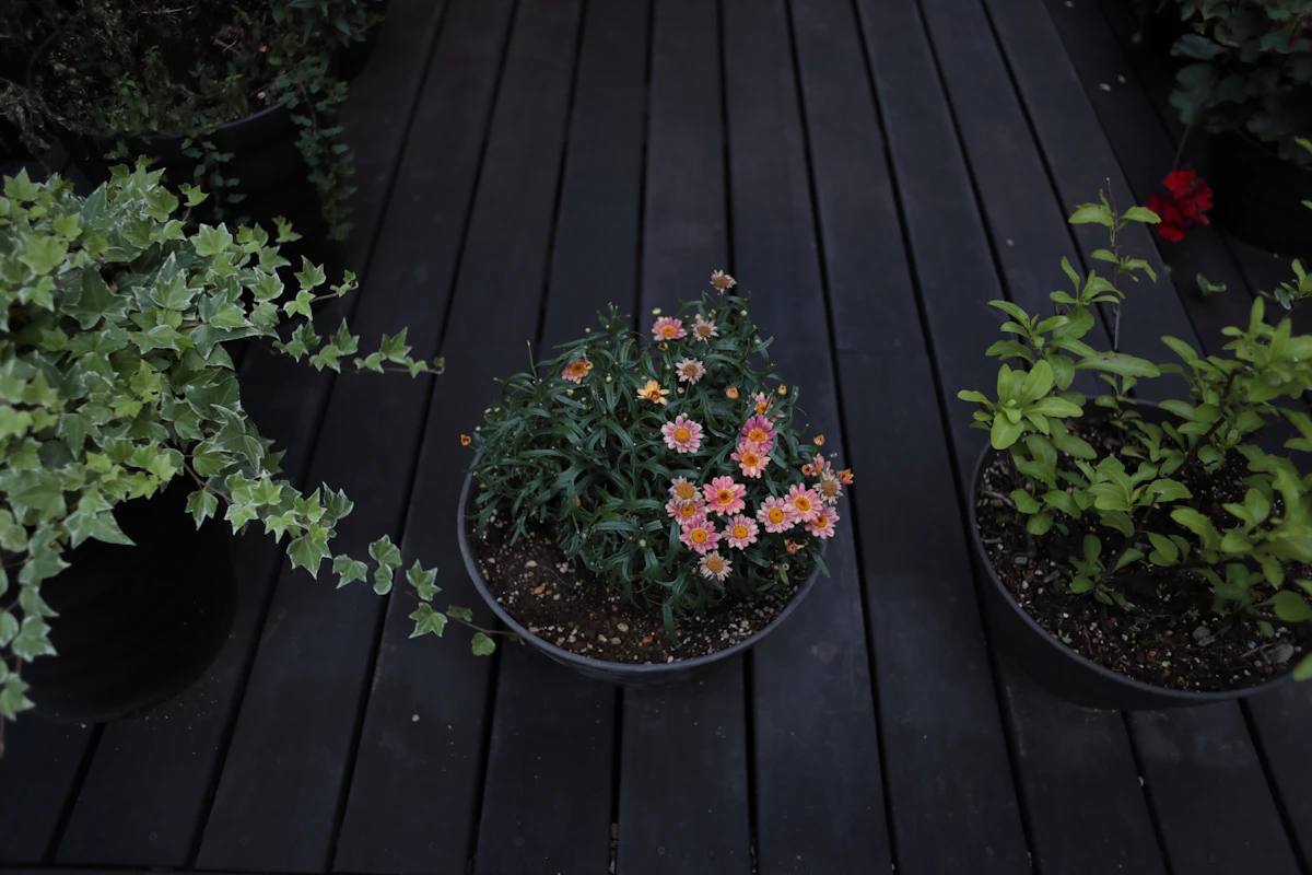 Richly stained wood deck