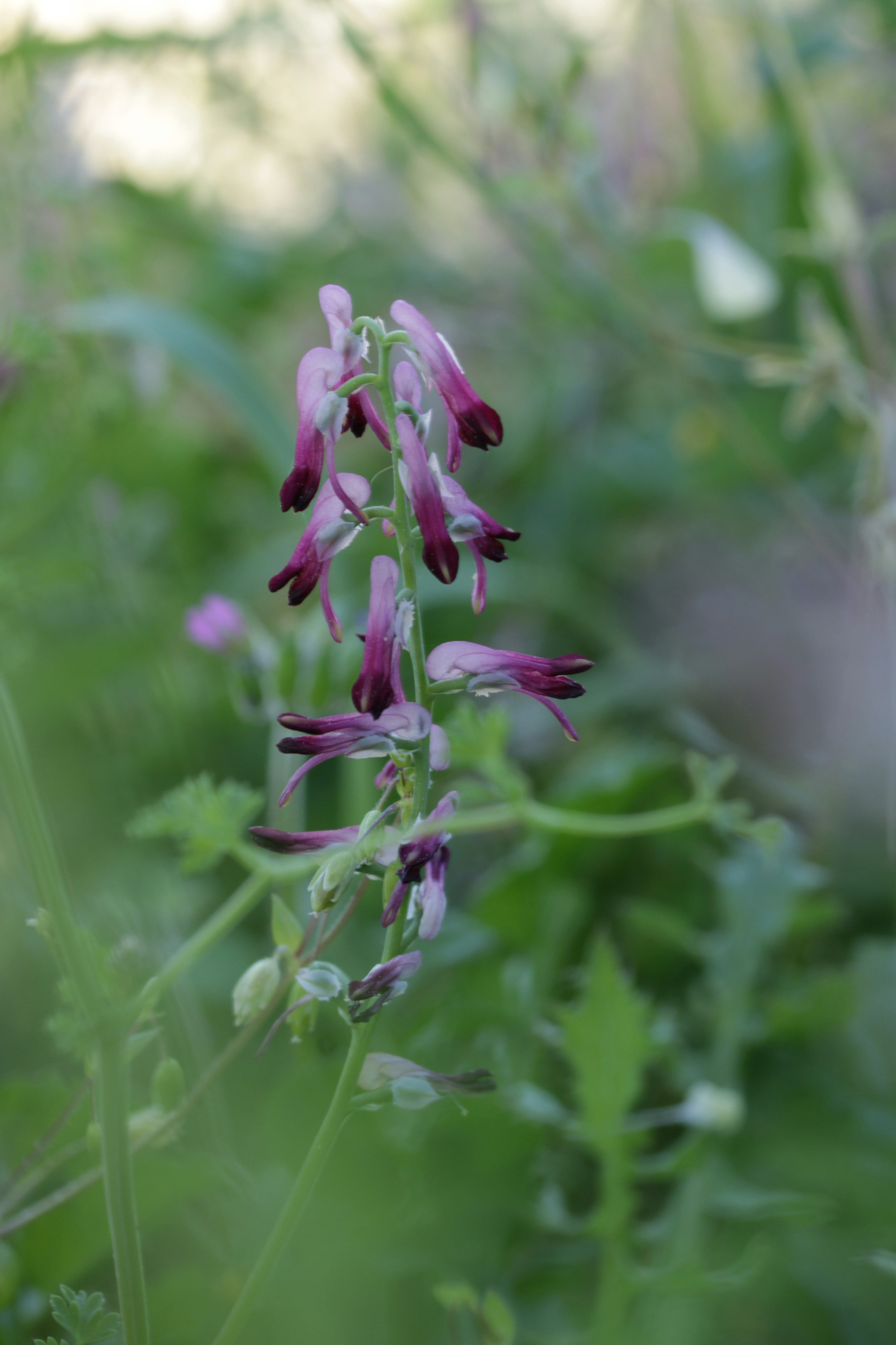 Purple-pink wildflowers blooming amidst blurred green leaves.