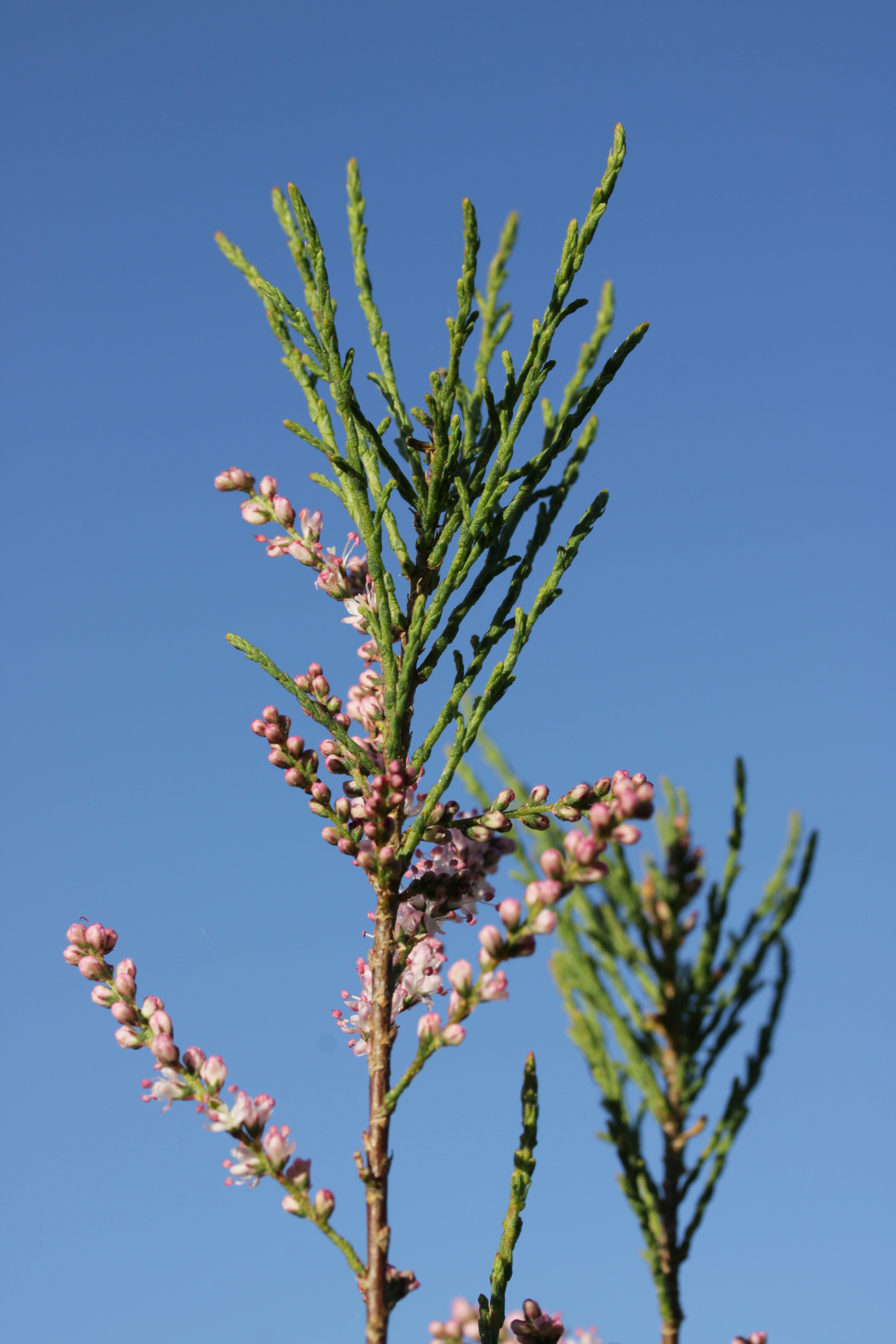 Green plant with small pink flowers against a blue sky.
