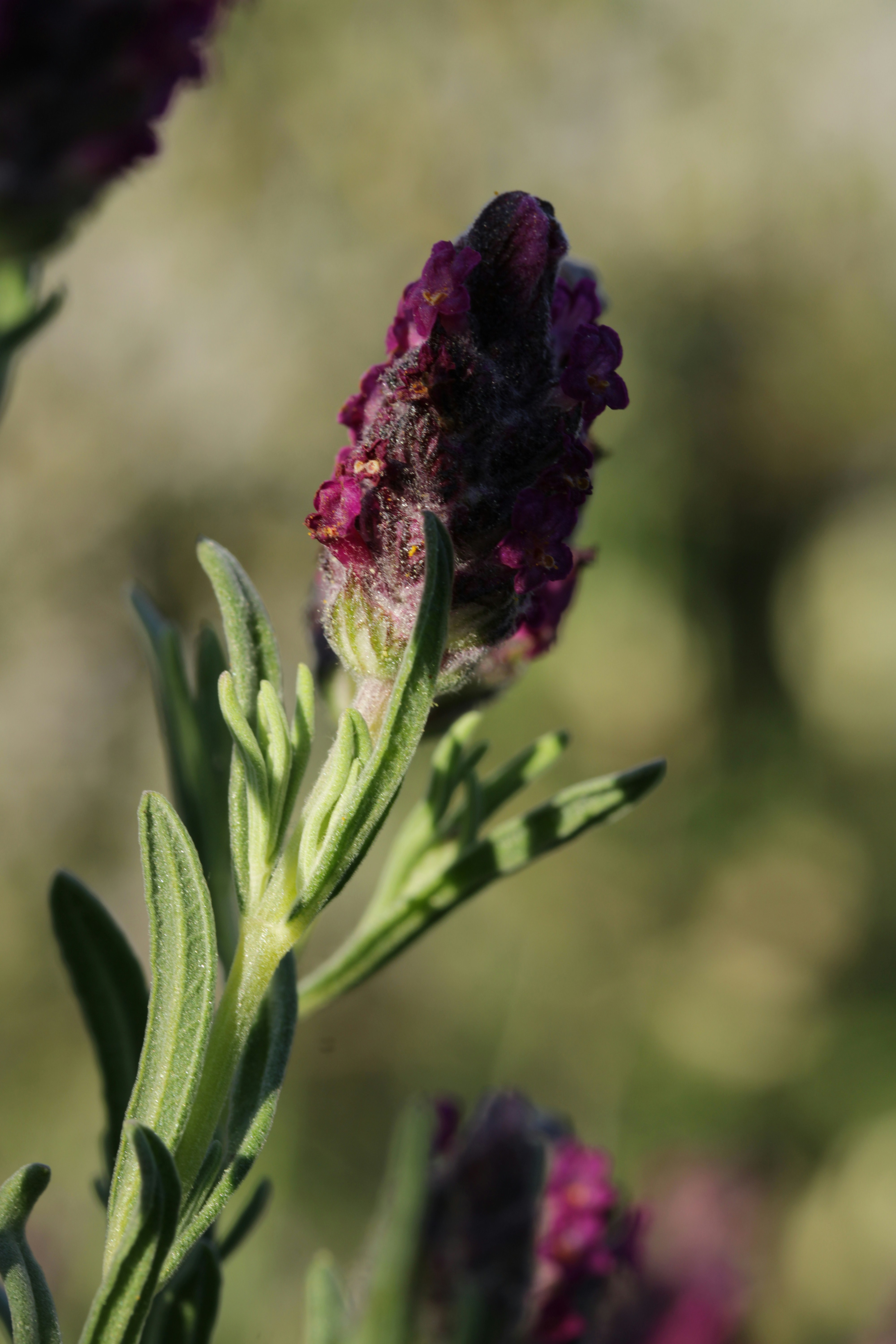 A vibrant purple lavender flower bud with green leaves.