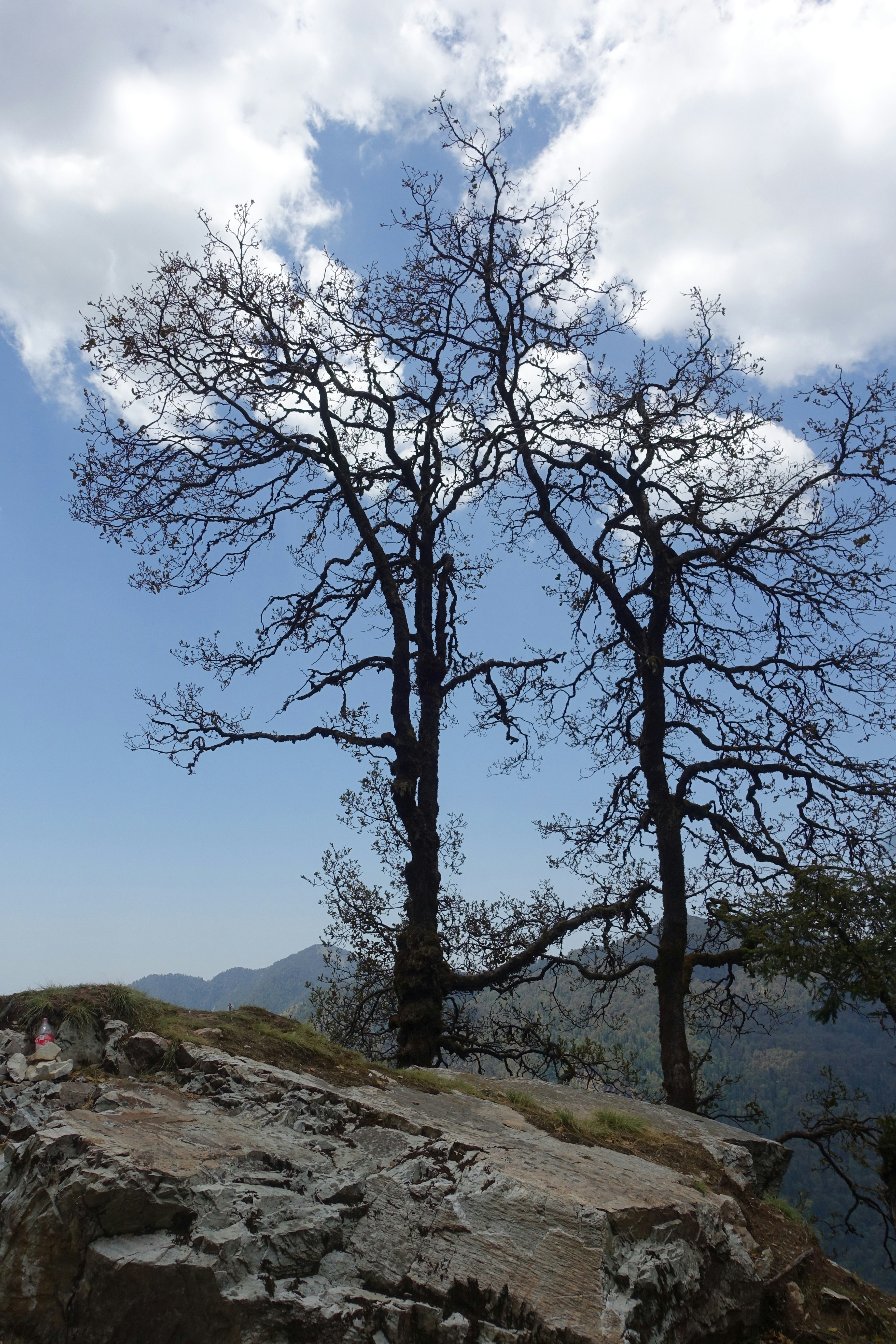 Bare trees on rocky hill against blue sky with clouds.