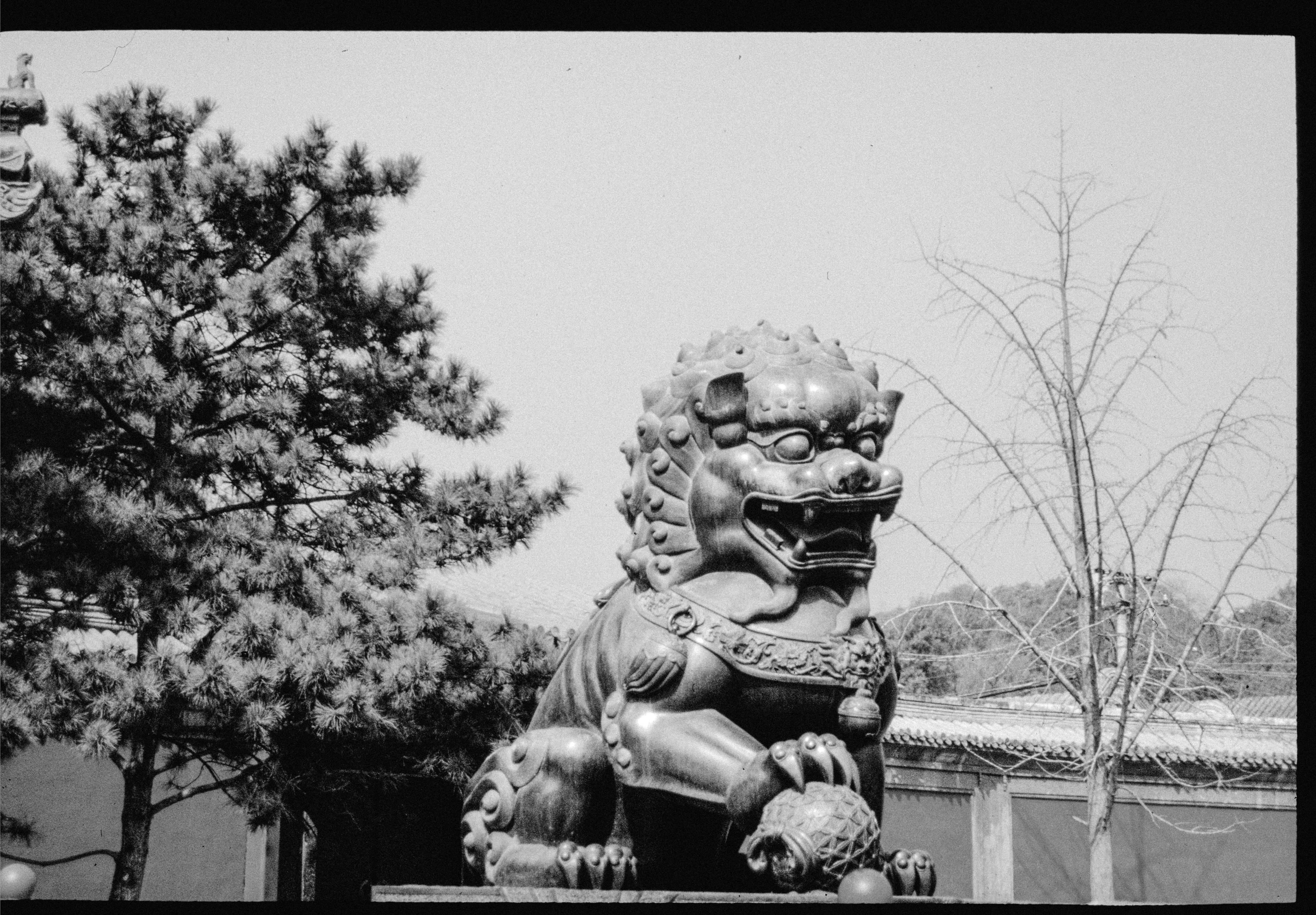 A traditional chinese guardian lion statue stands before trees.