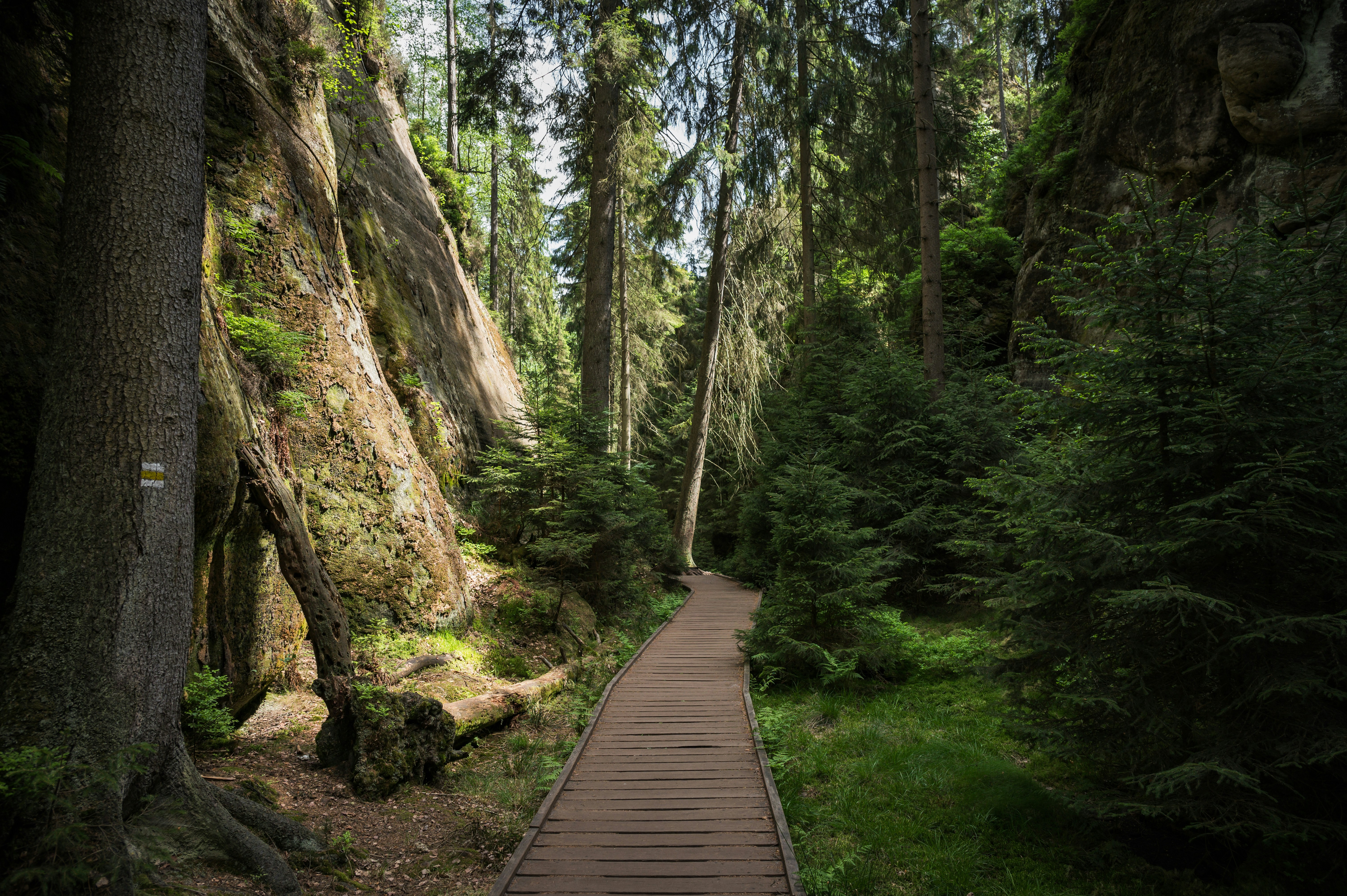 Jalan setapak kayu melalui hutan lebat dengan formasi batuan yang menjulang tinggi.