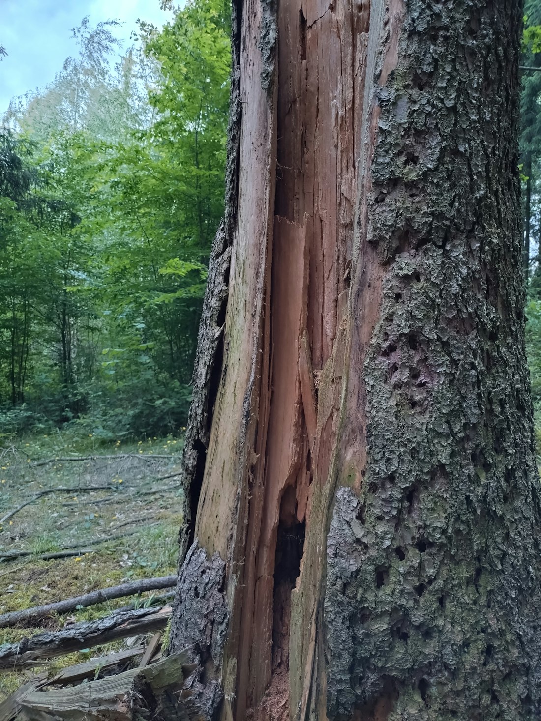 A tree trunk split open along the grain, showing the kind of structural failure a mature Bradford pear suffers in a Kansas wind or ice storm