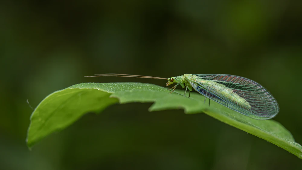 A green lacewing resting on a serrated leaf