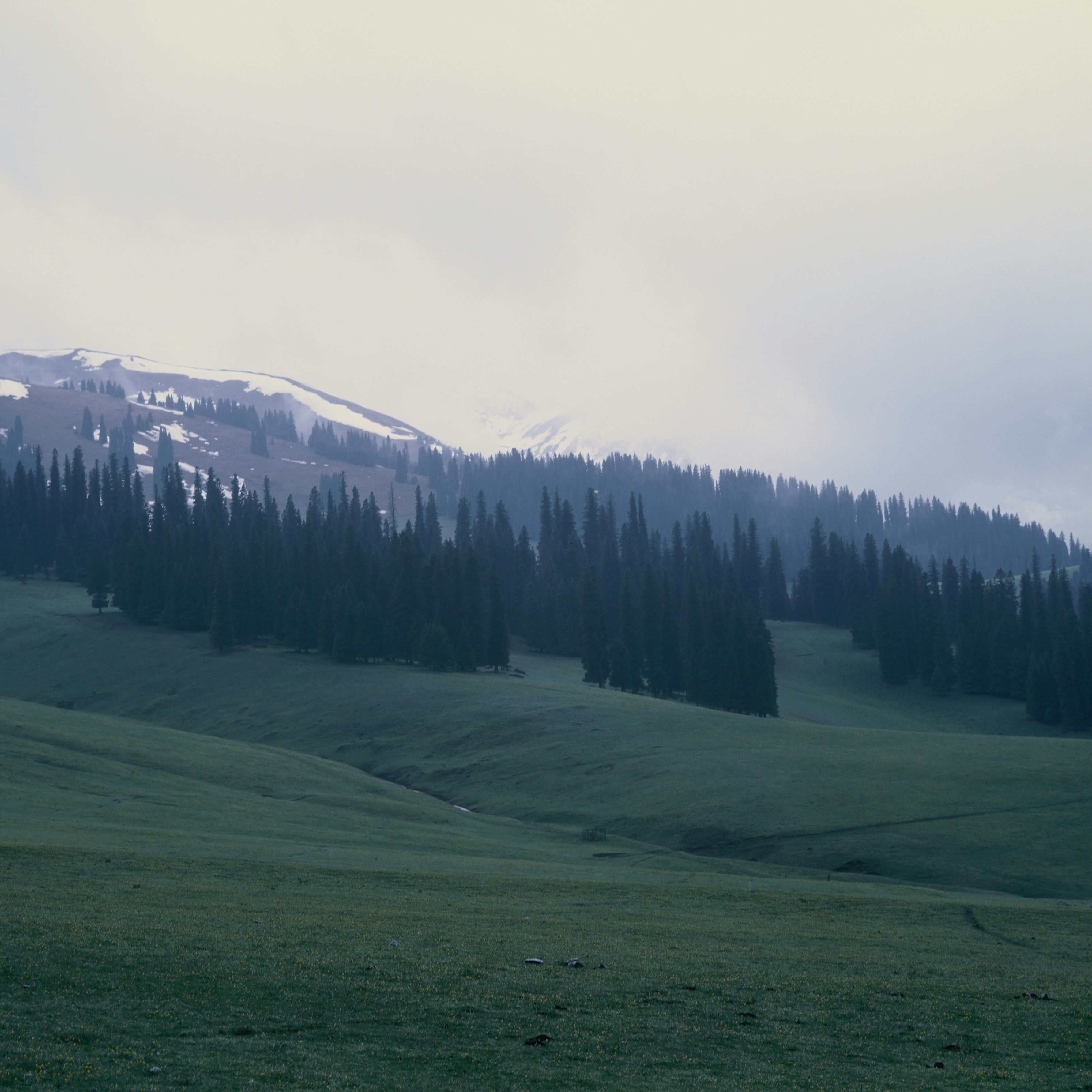 Overcast view of green hills, dense trees, and snowy mountains.