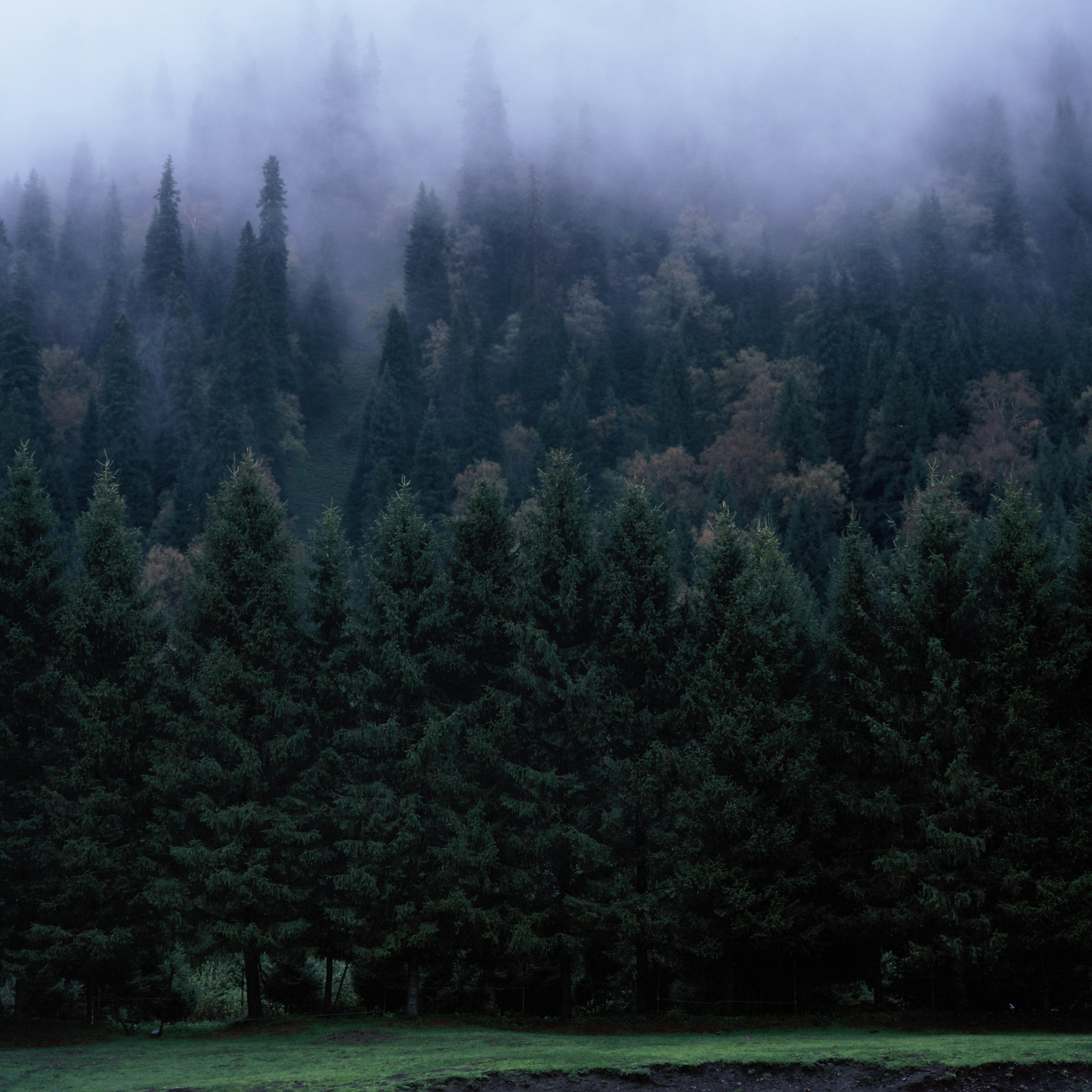 Dense evergreen forest shrouded in mist with a grassy field.