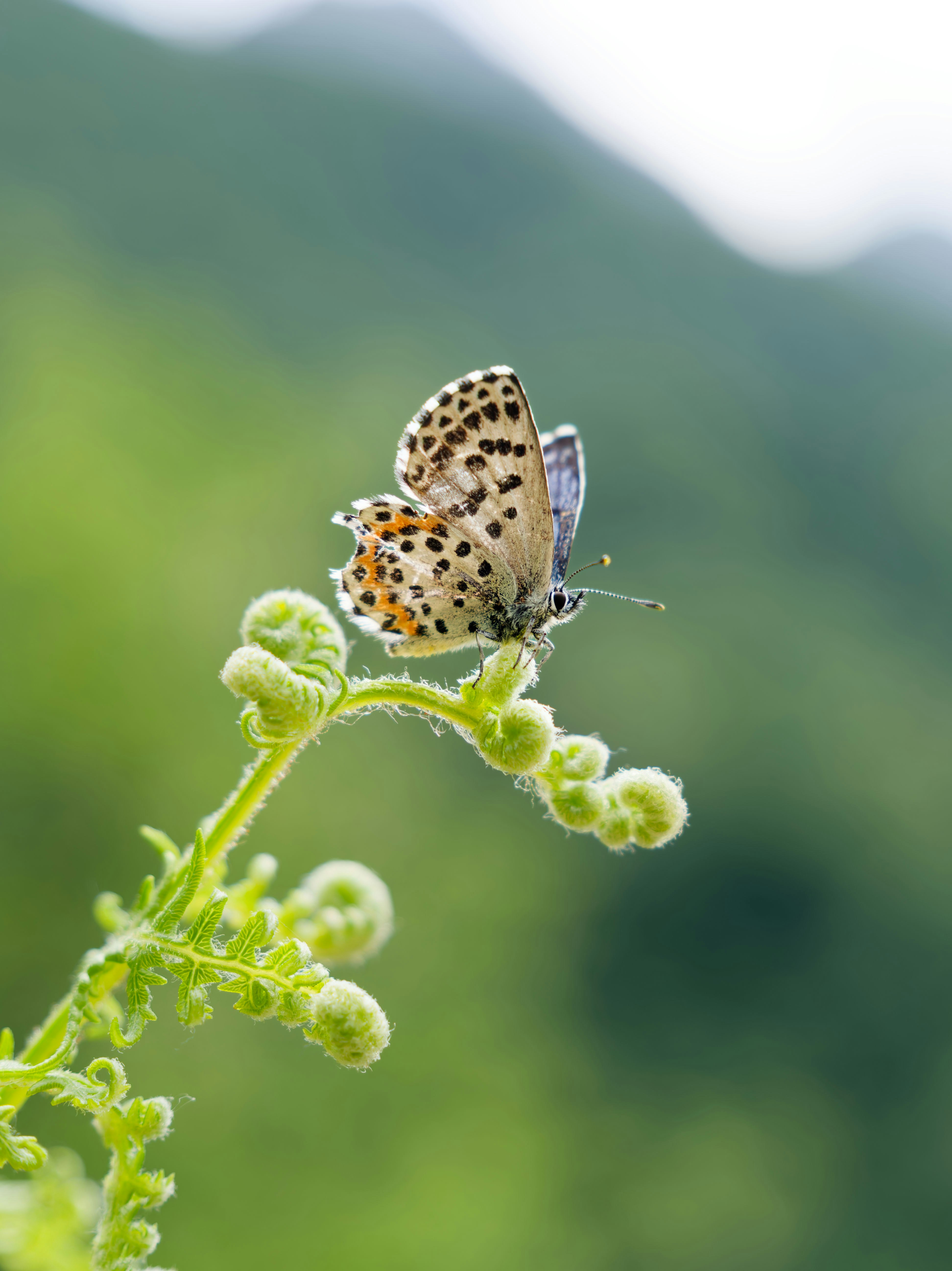 Un papillon tacheté repose sur une tête de violon de fougère verte.