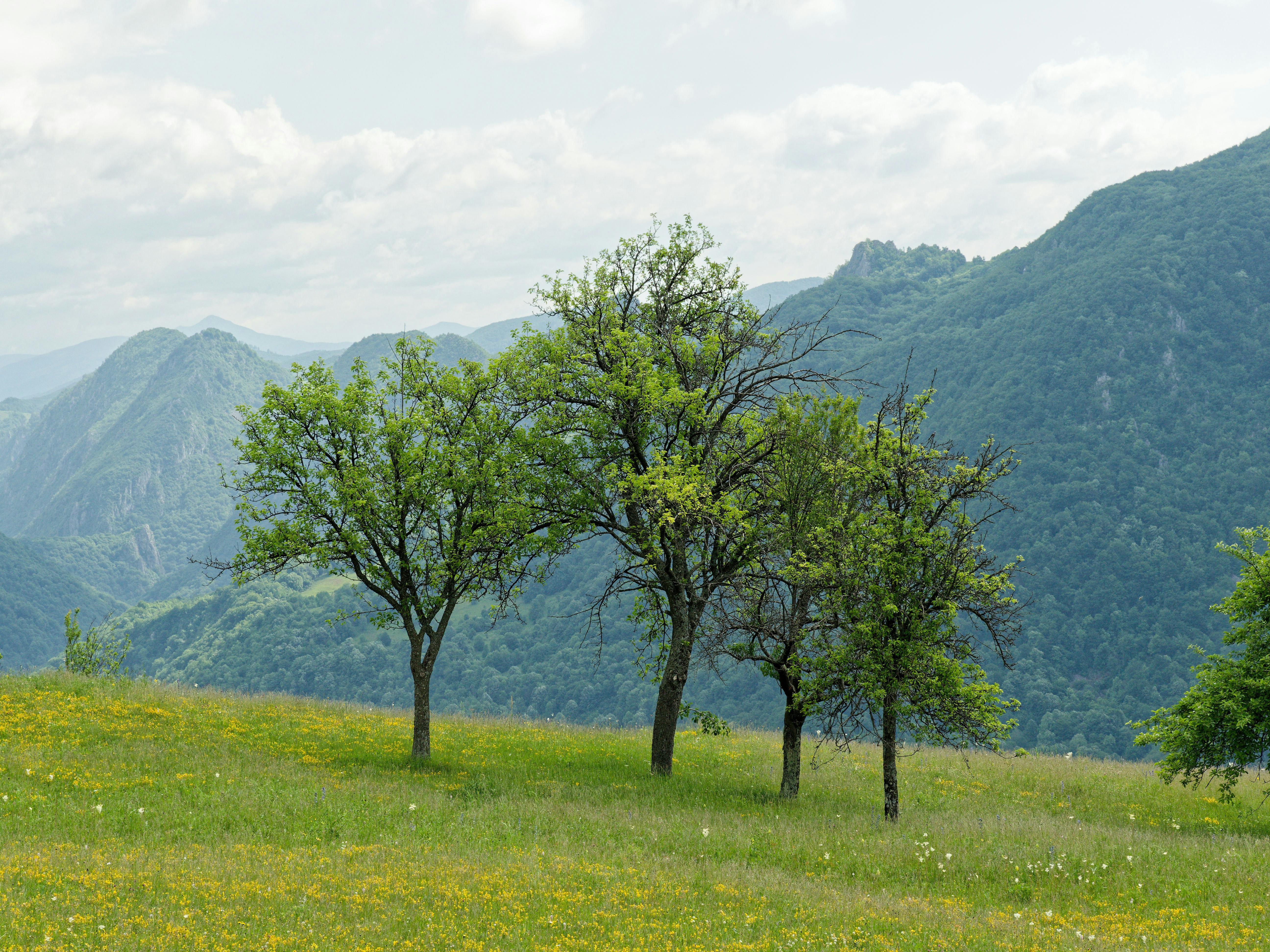 Des arbres verdoyants sur une colline surplombant des montagnes lointaines.