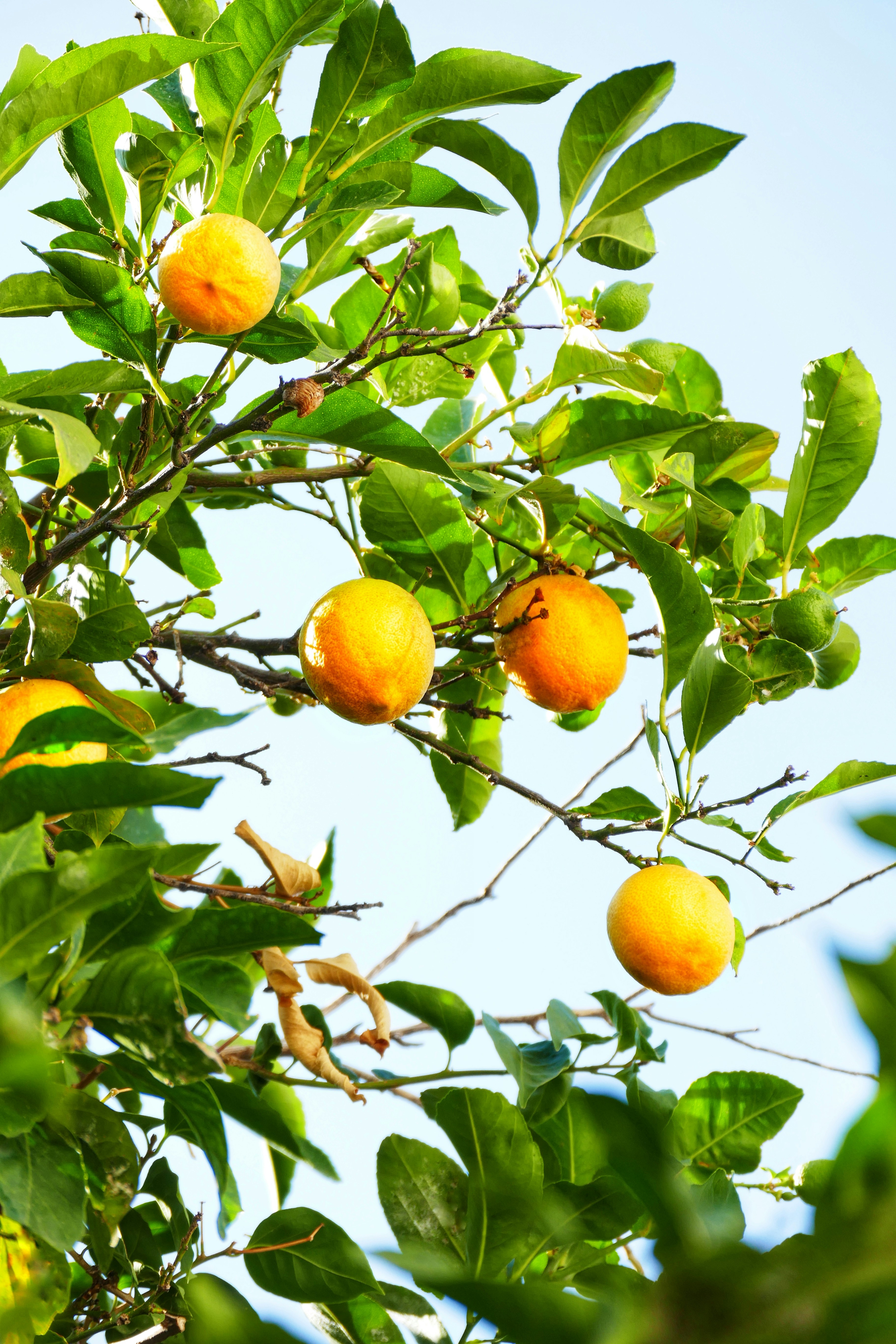 Ripe oranges hanging from a tree against a blue sky
