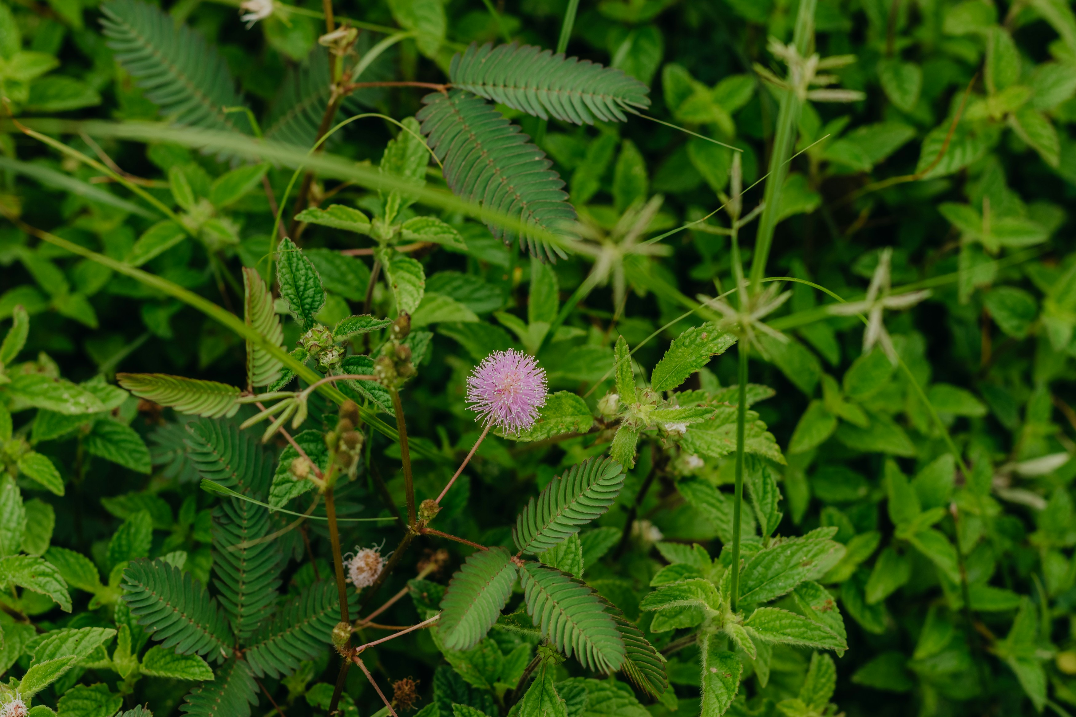 Mimosa pudica pink spherical flower macro