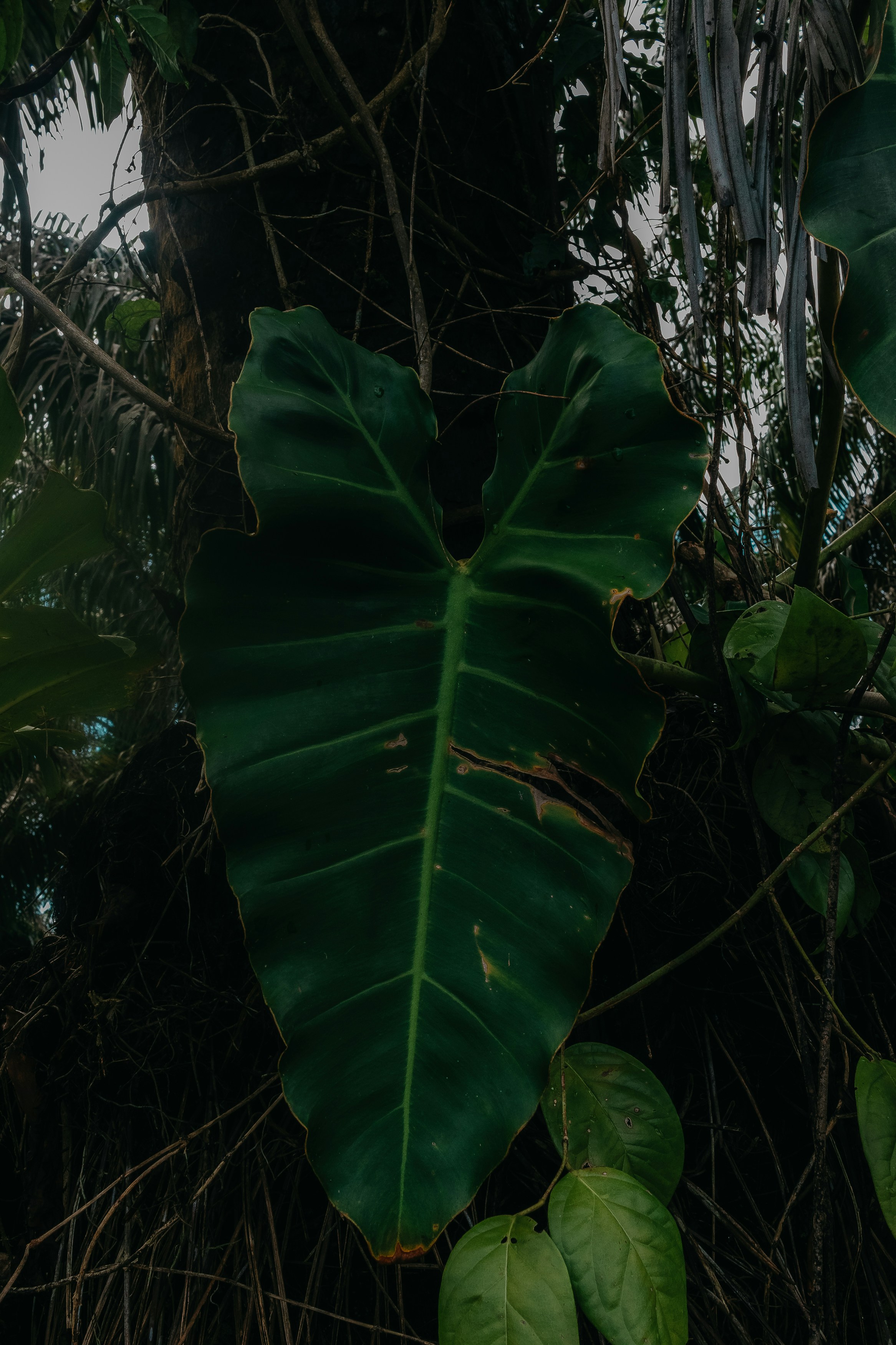 Una grande foglia verde scuro, a forma di cuore, in natura.
