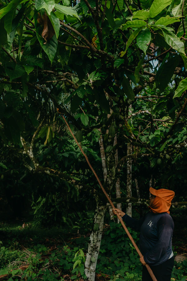 Farmer harvesting cocoa pods from a tree in Côte d'Ivoire