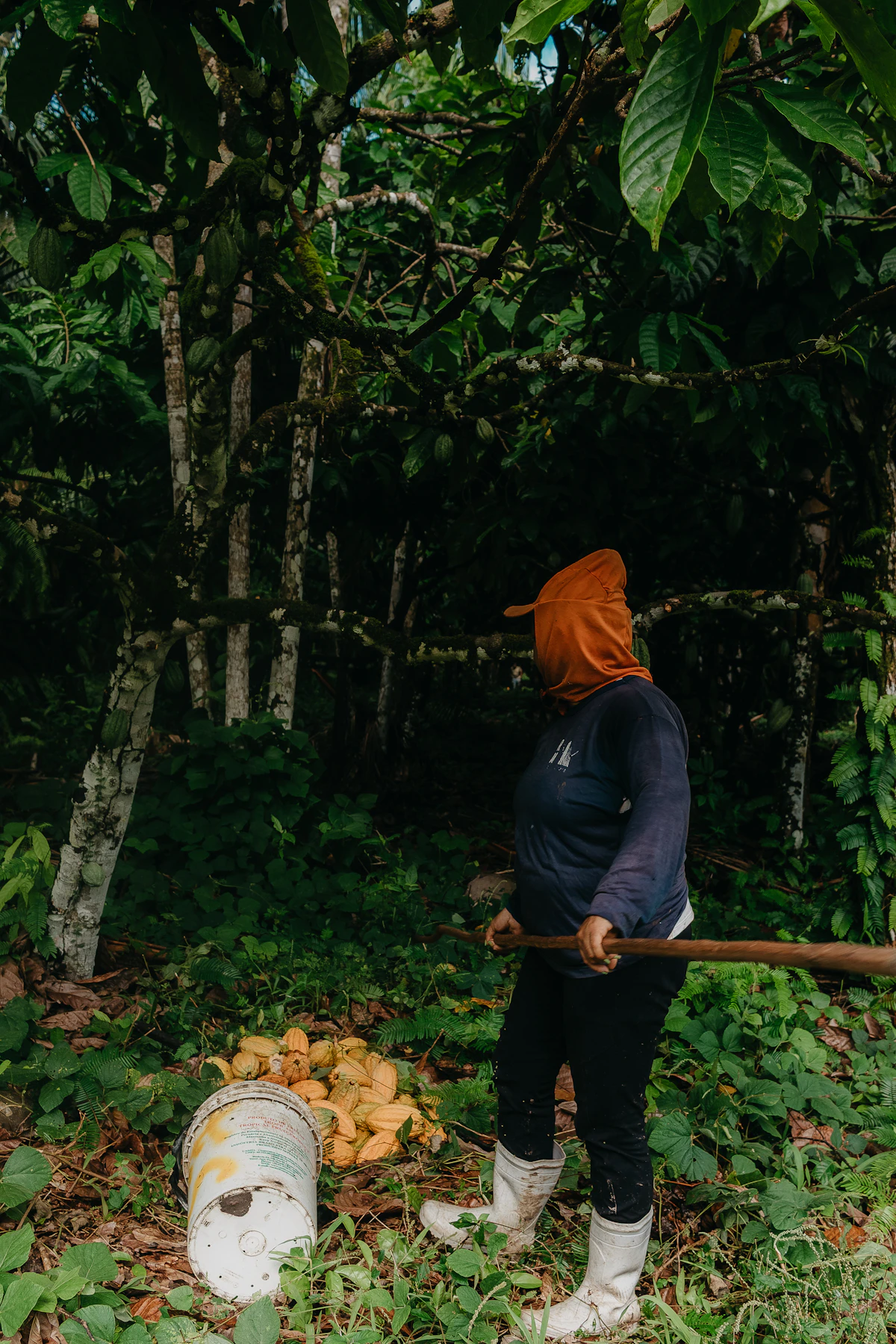 Travail de terrain sur une plantation ivoirienne