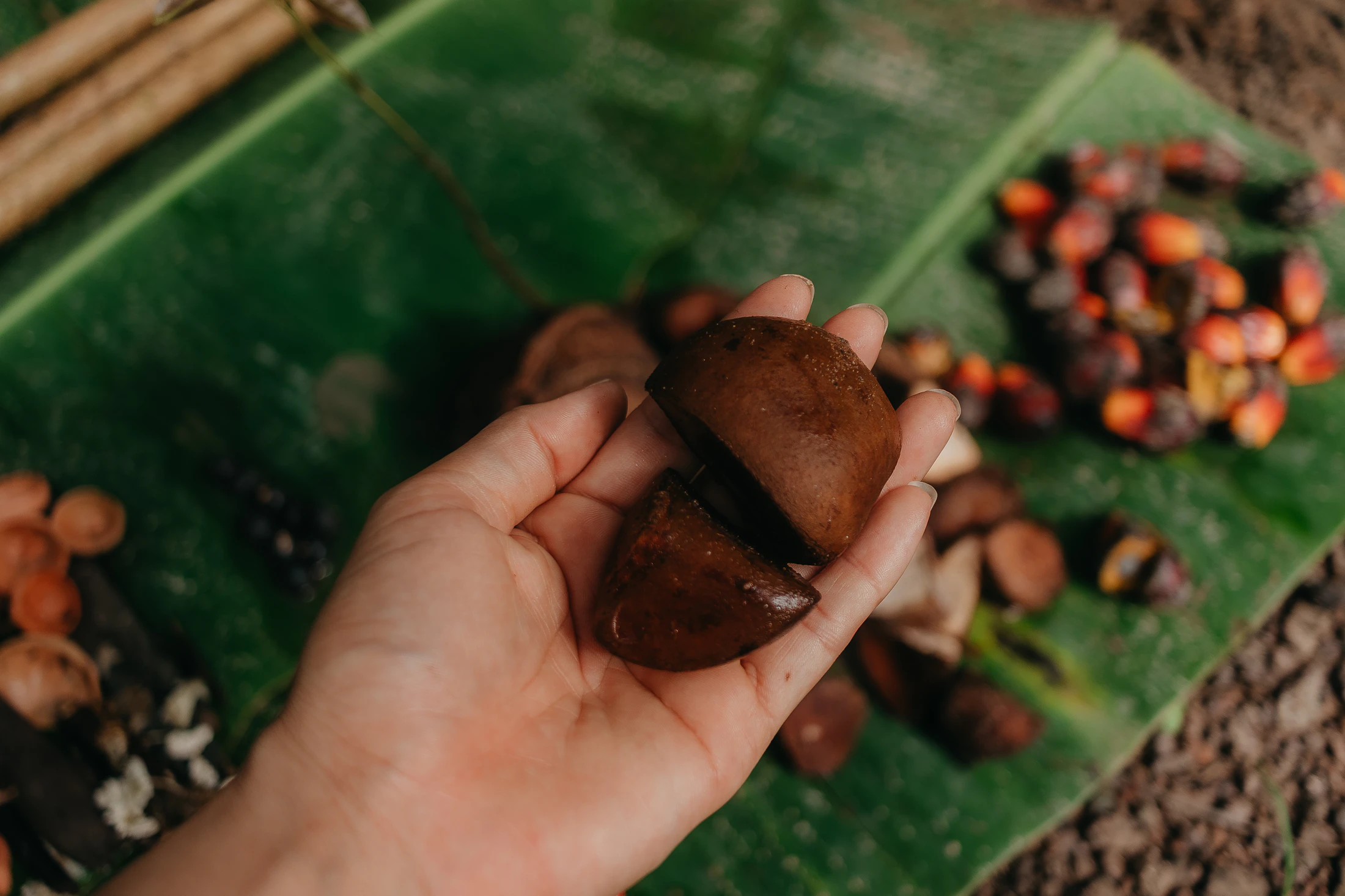Hands holding cacao seeds