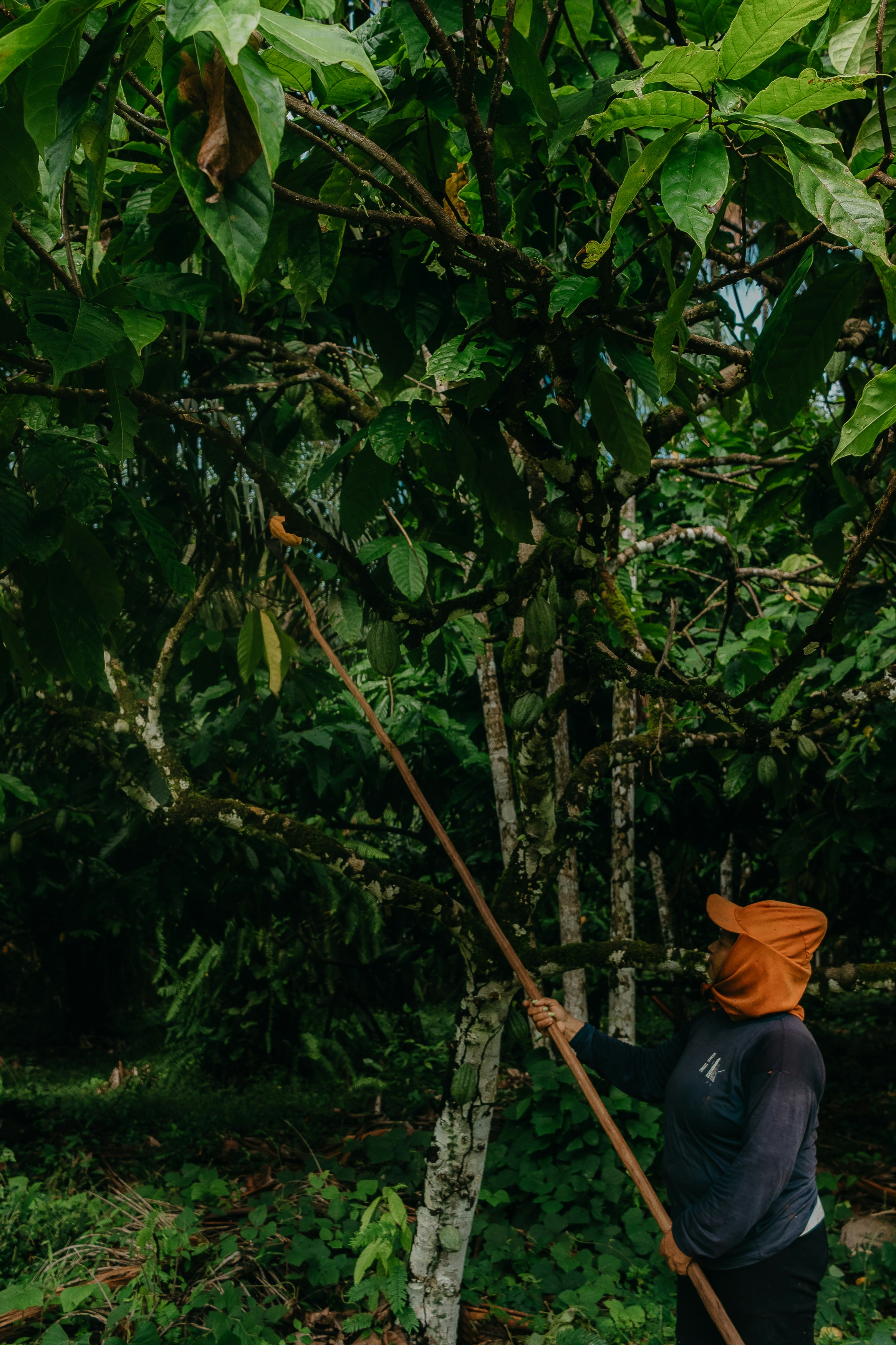 Operaio che raccoglie baccelli di cacao da un albero verde e rigoglioso.