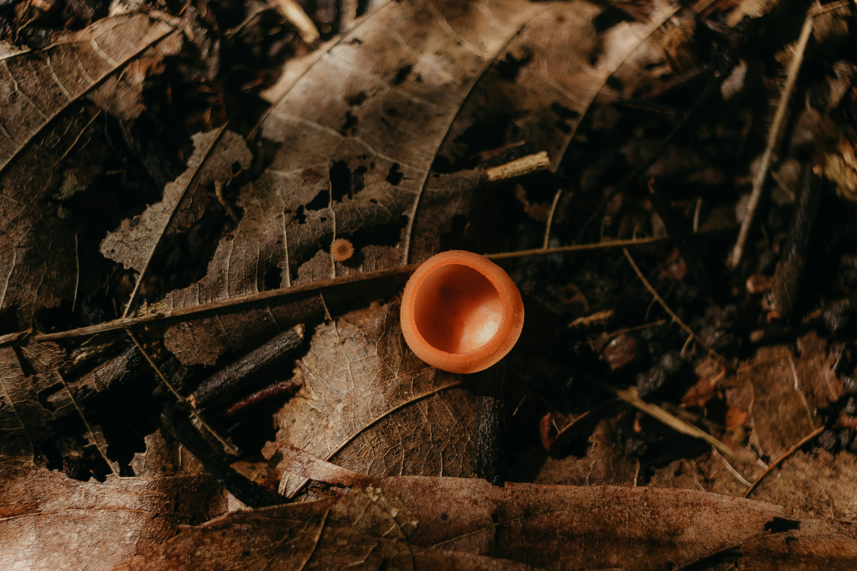 Un piccolo fungo arancione a forma di coppa sul suolo di una foresta.