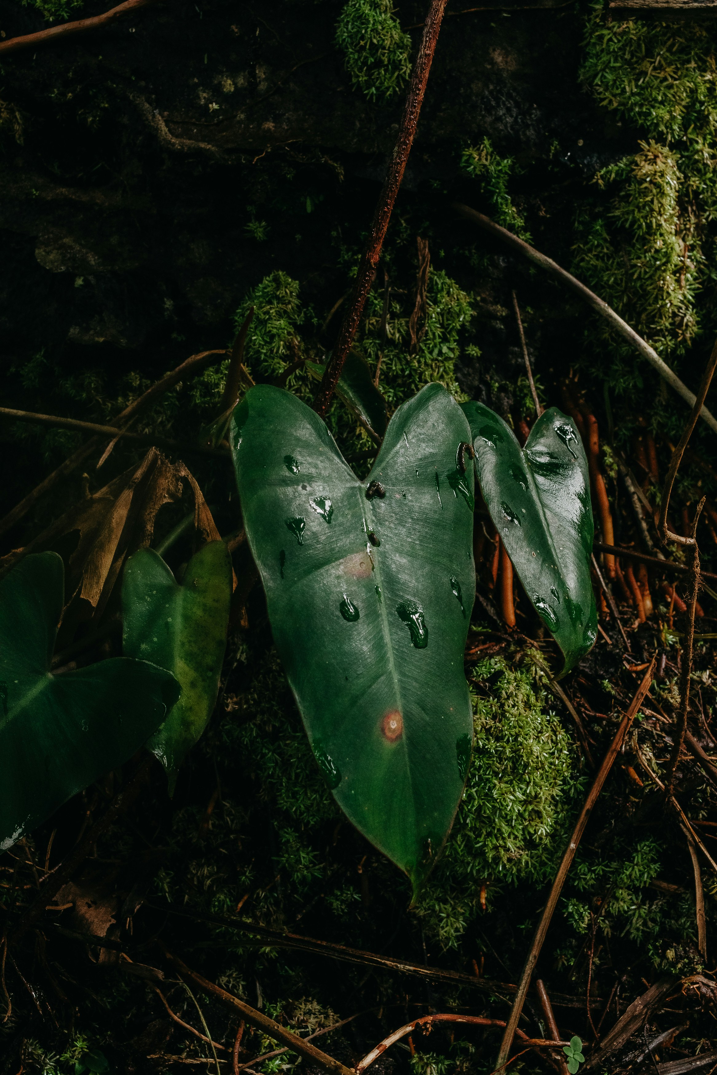 Una foglia verde bagnata su un suolo muschioso di foresta.