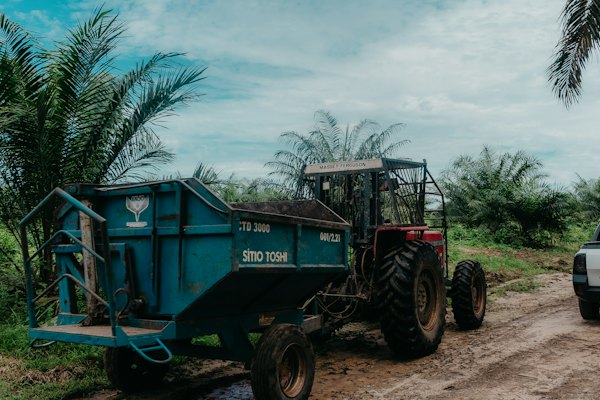 Tractor in an oil palm plantation