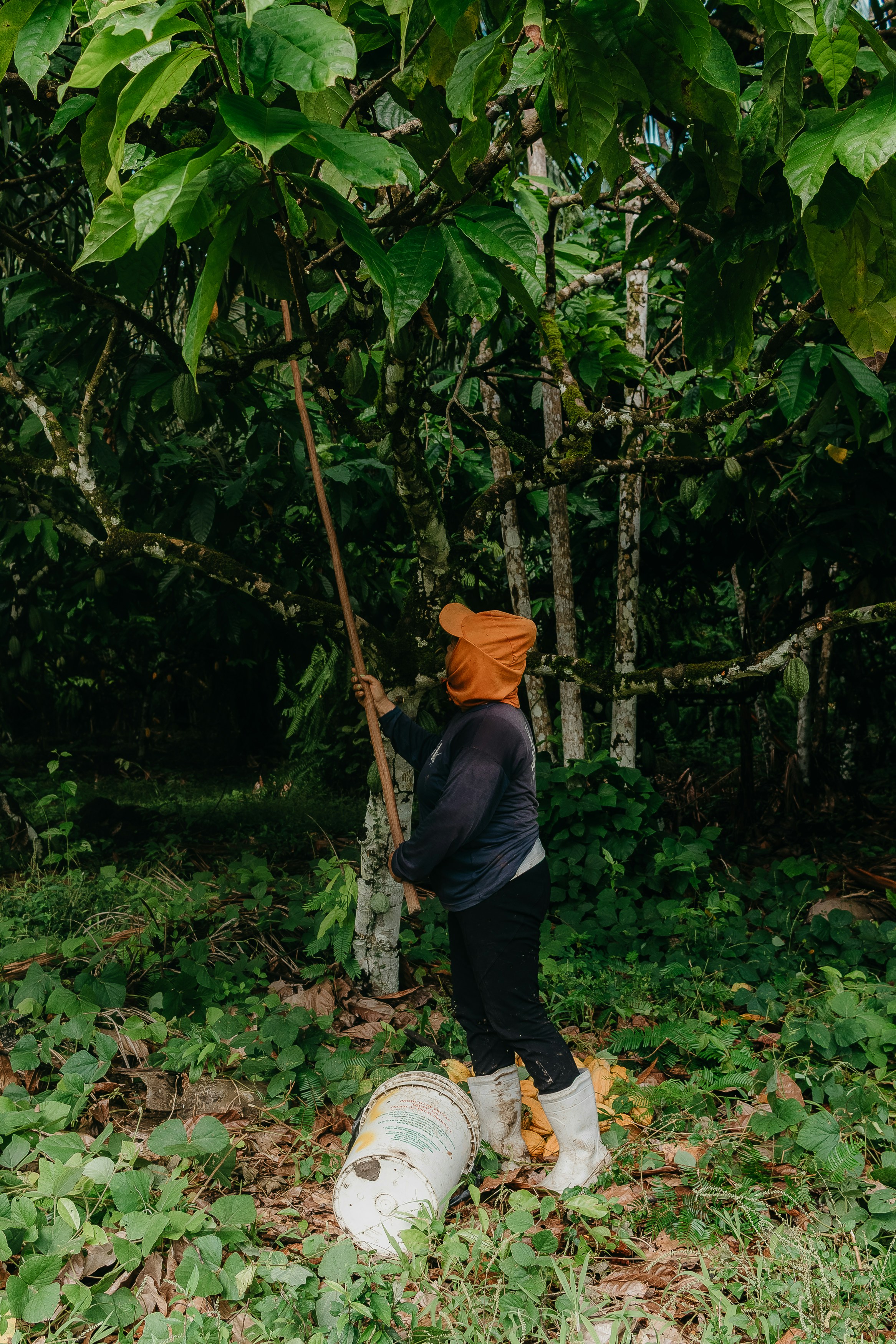 Una persona che raccoglie frutti da un albero in una foresta.