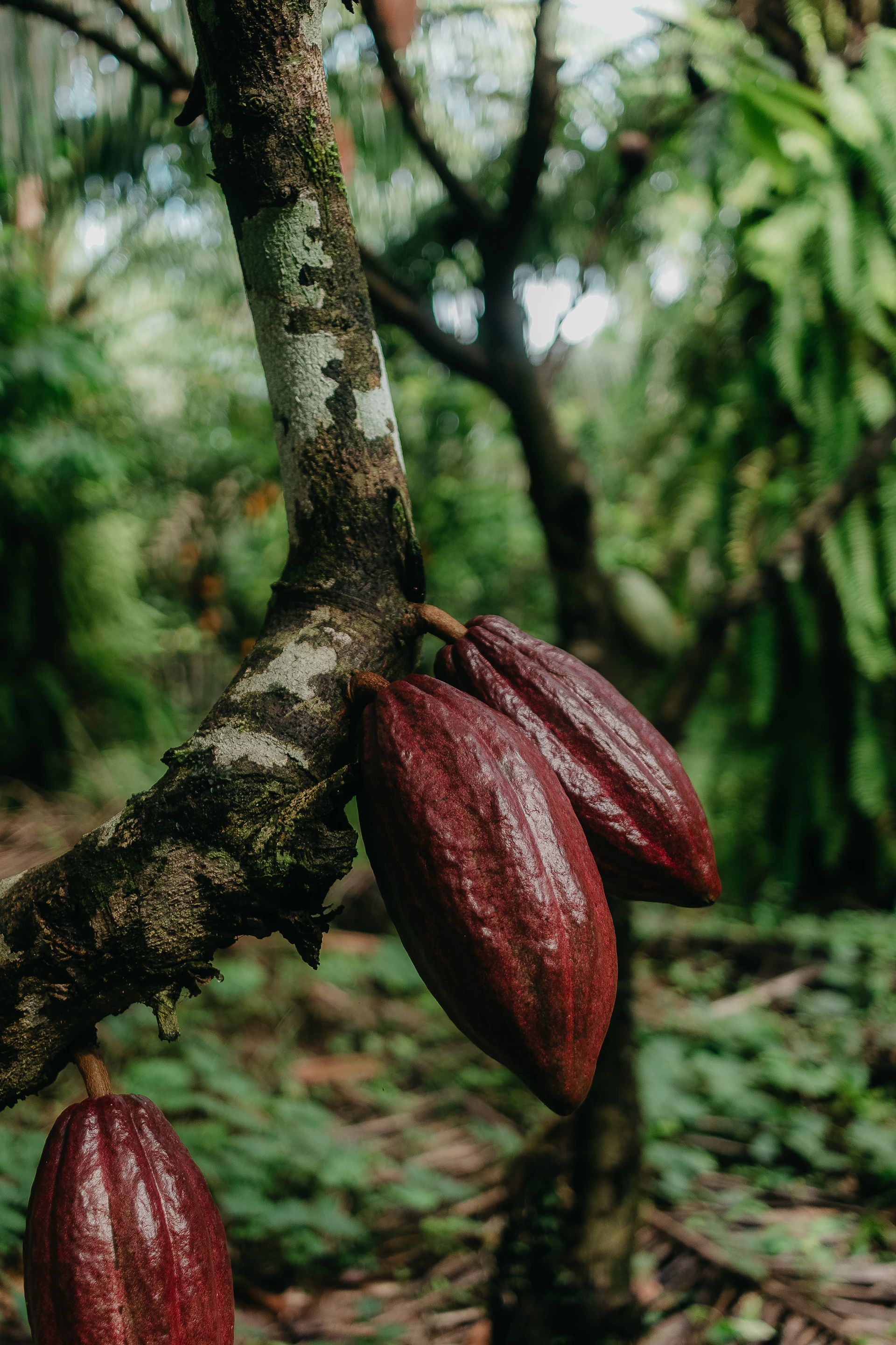 Dark red cocoa pods growing on a tree trunk.
