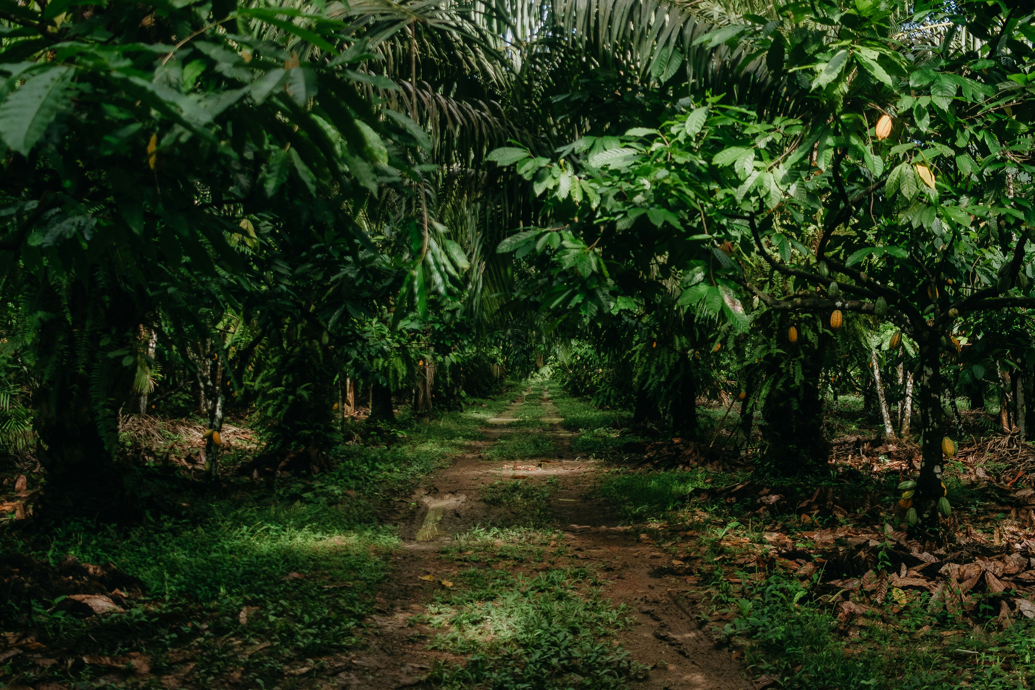 Every Sip Counts: The Surprising Climate Story Inside Your Coffee Cup