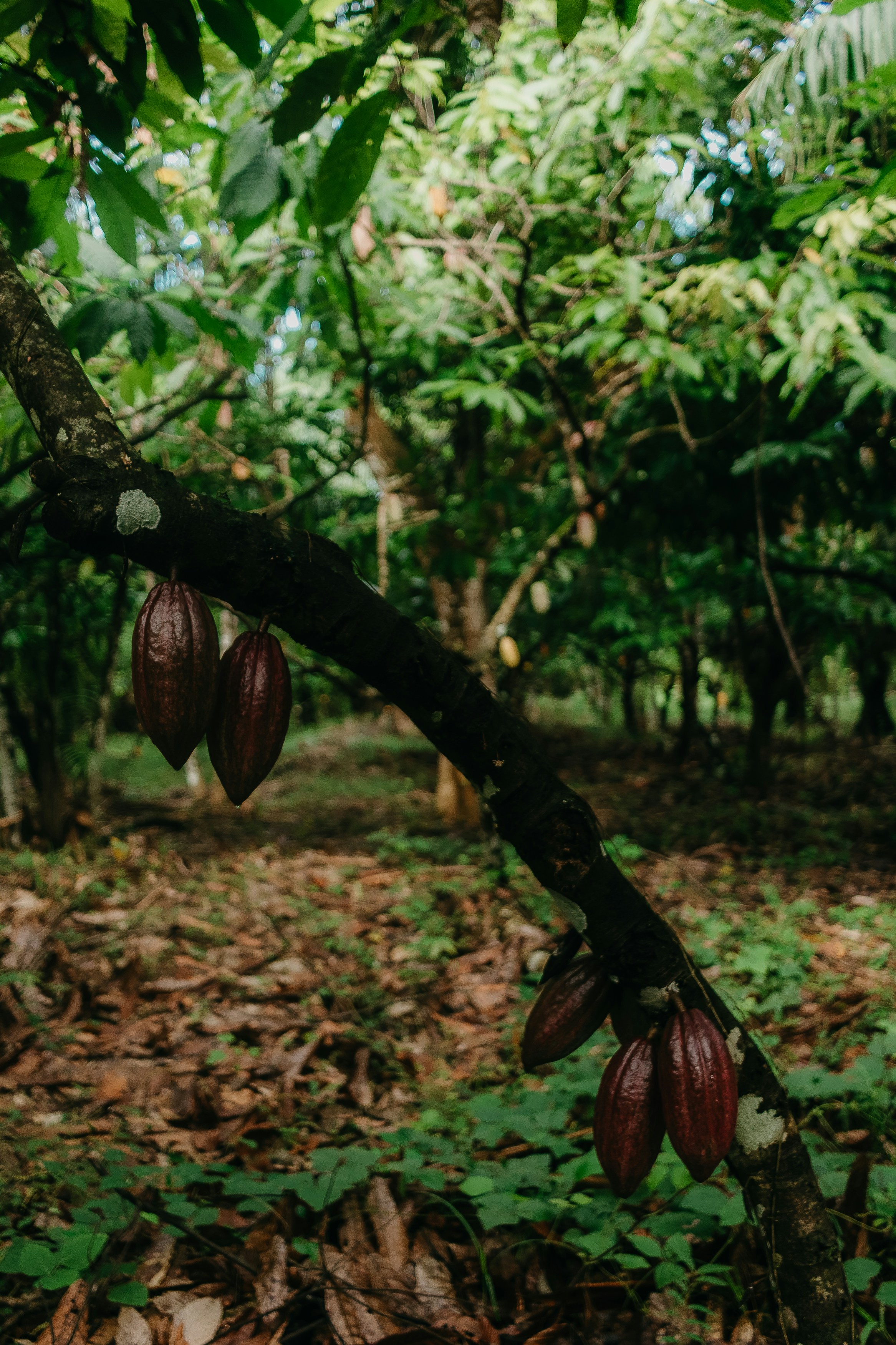 Baccelli di cacao che crescono su un albero in una foresta tropicale.