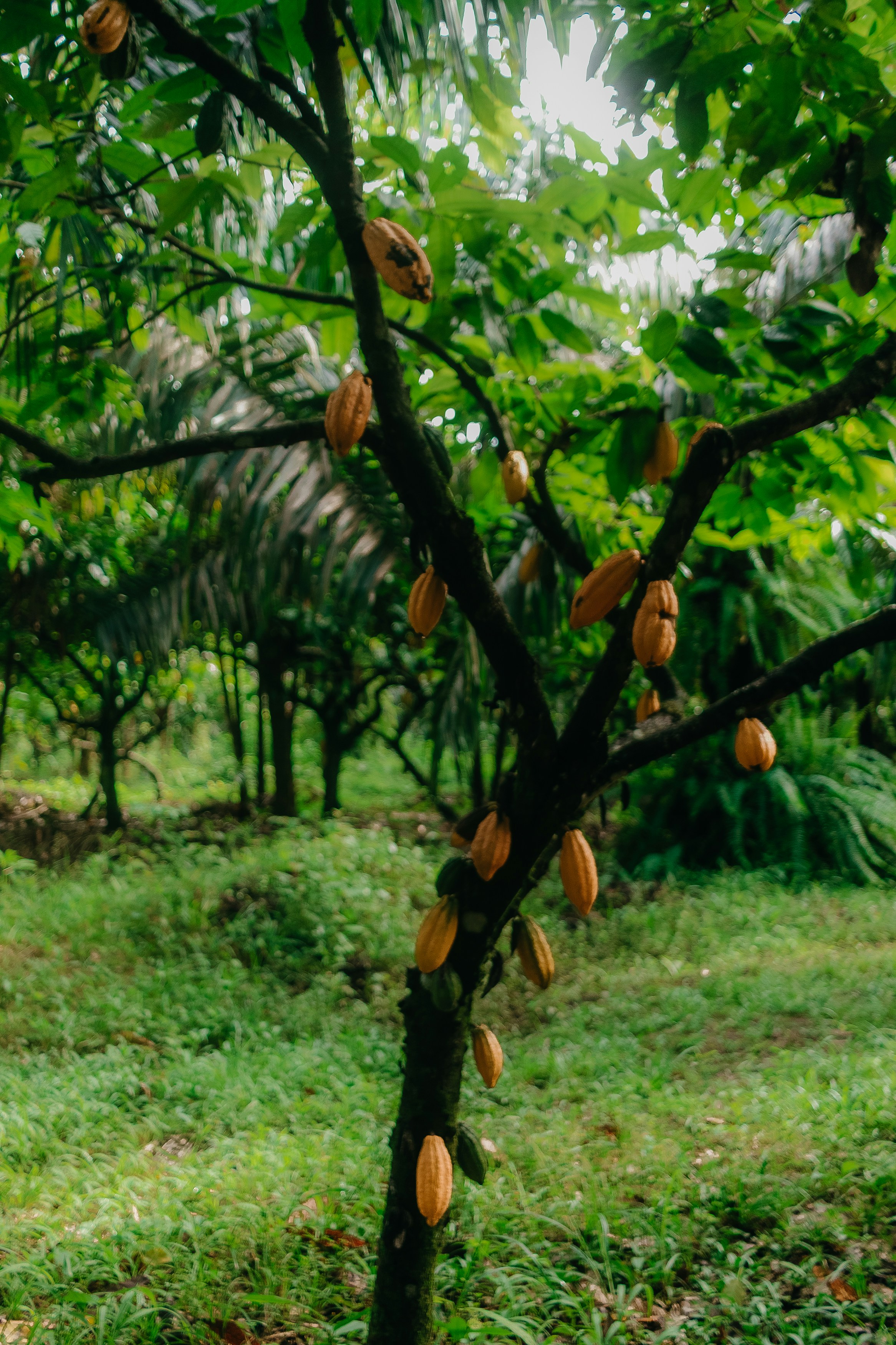 chocolate farm wallpaper, wallpaper, Kampung Coklat Blitar: Sejarah, Perkembangan, dan Daya Tariknya 5