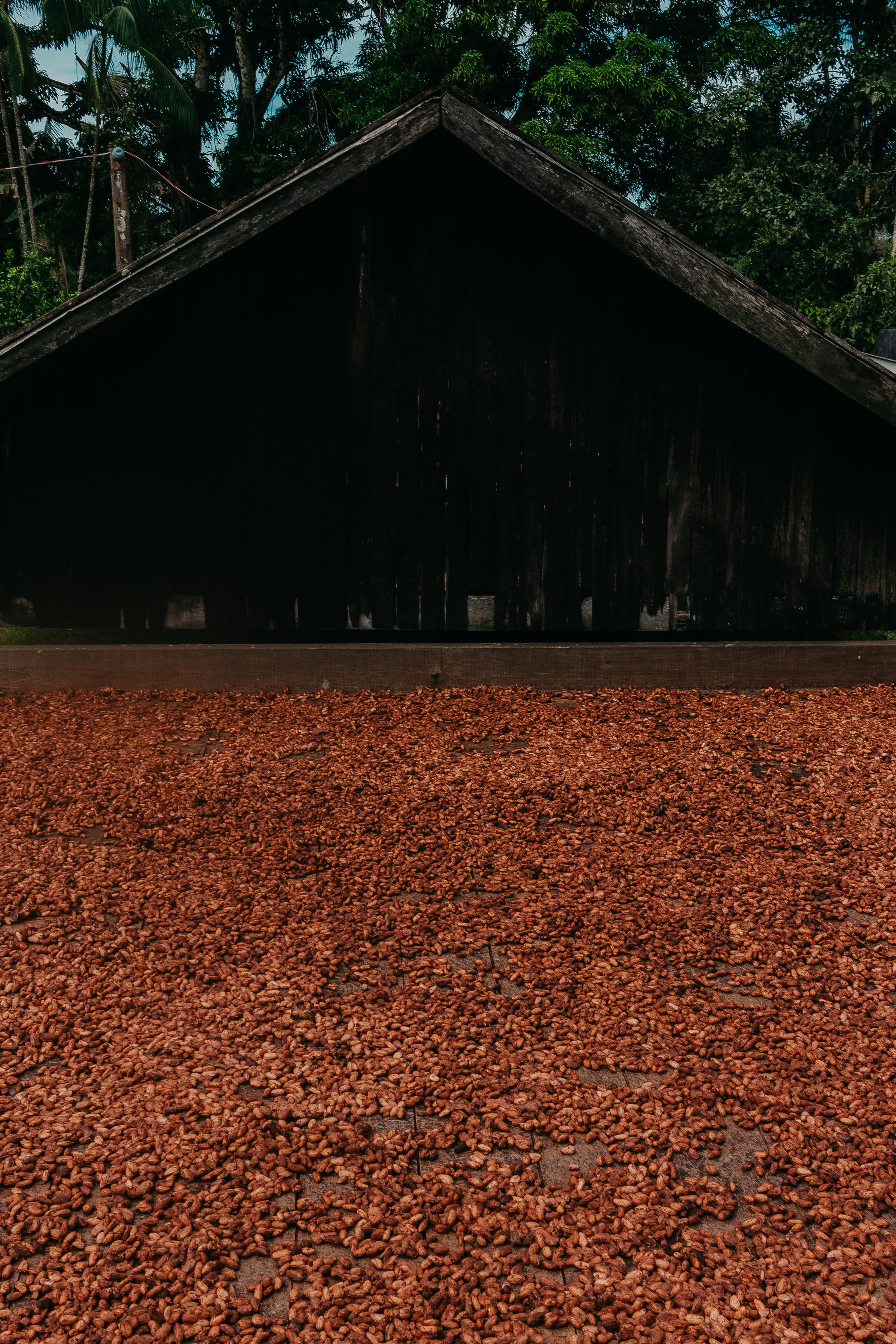 chocolate farm wallpaper, wallpaper, Kampung Coklat Blitar: Sejarah, Perkembangan, dan Daya Tariknya 3