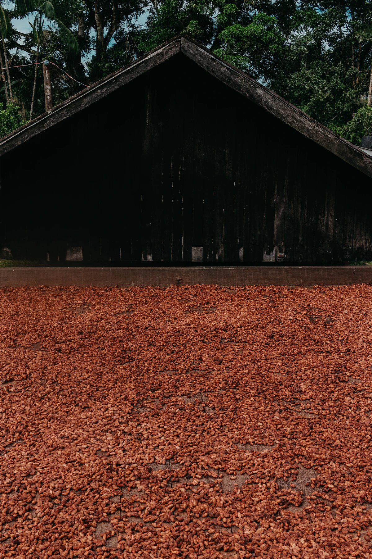 Granos de cacao secándose al sol junto a una construcción de madera