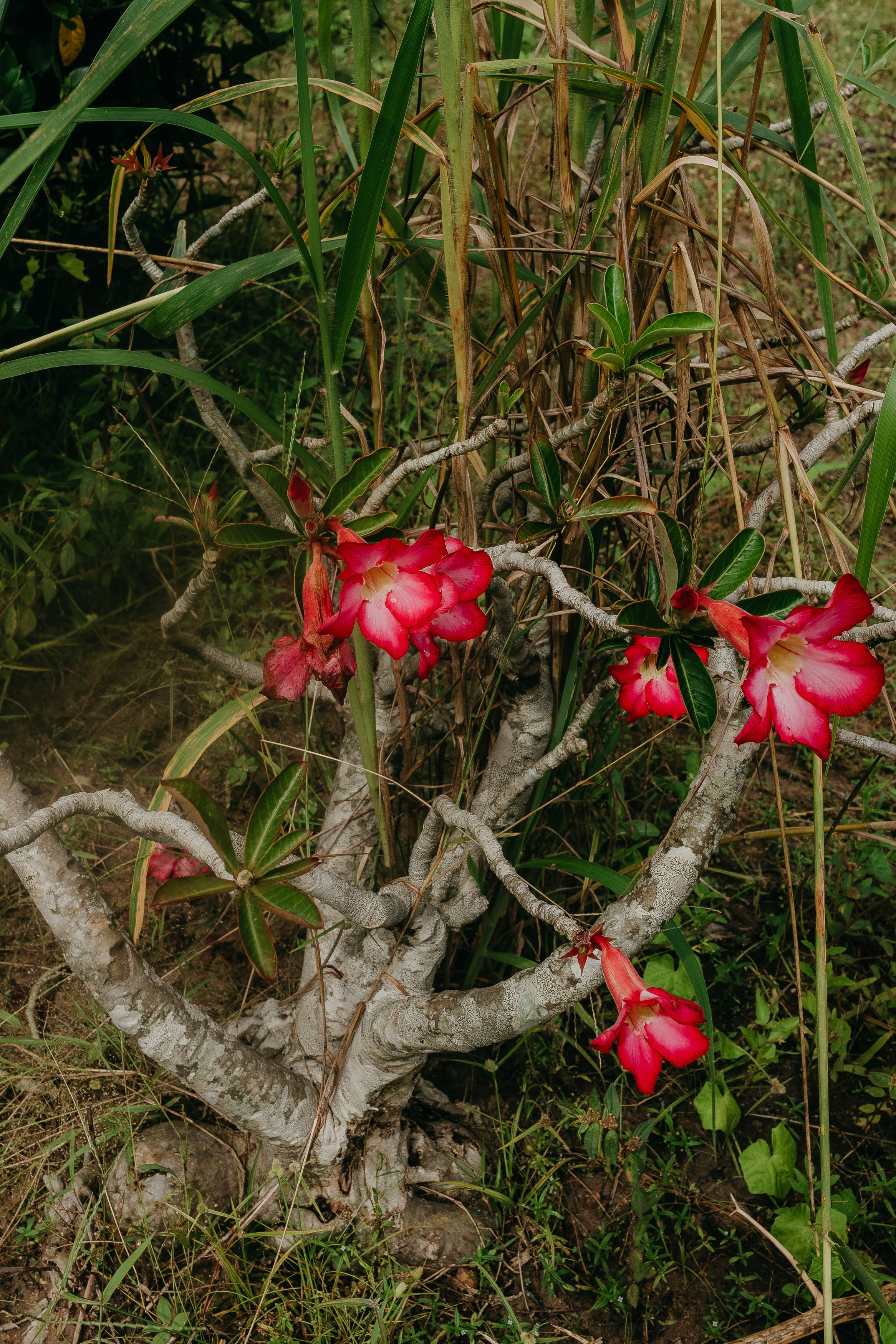Rosa del deserto nodosa con fiori rosa vivaci.