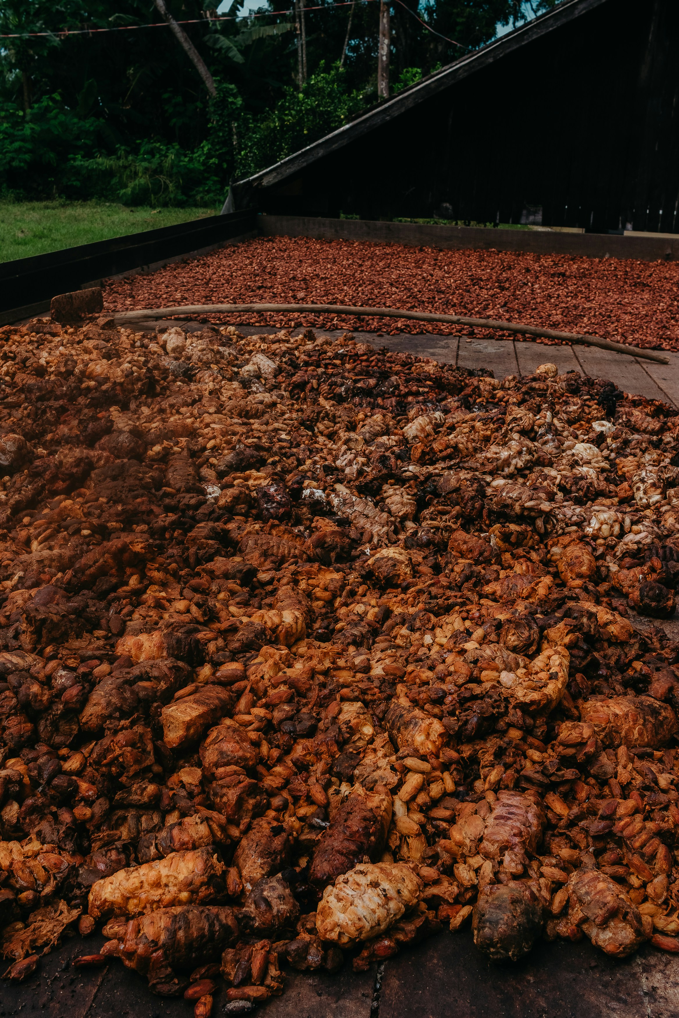 Favi di cacao che fermentano e si asciugano su piattaforme di legno.