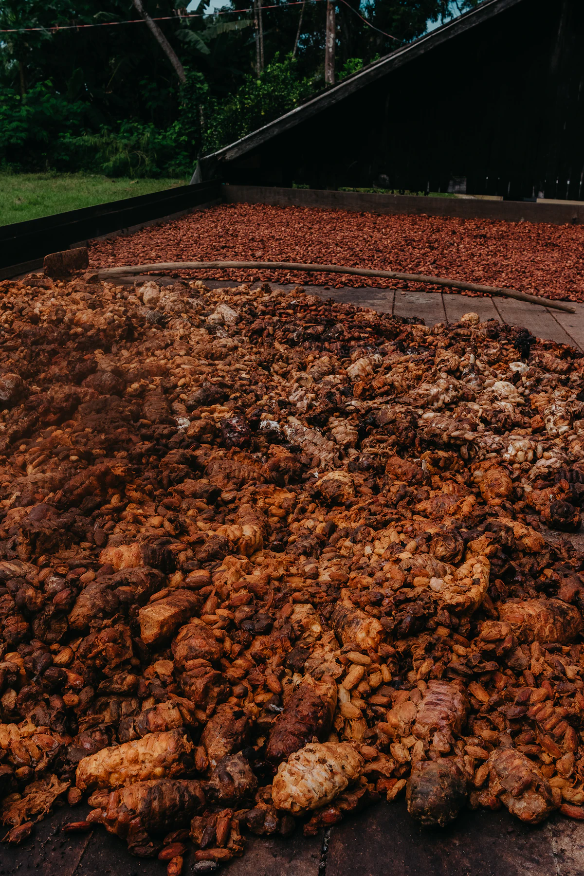 Séchage et traçabilité des fèves de cacao