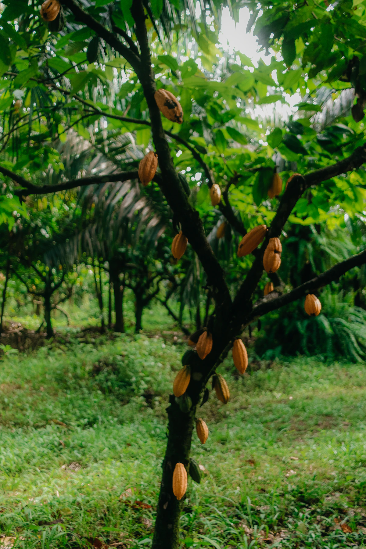 Mazorcas maduras de cacao en un árbol de un cultivo tropical