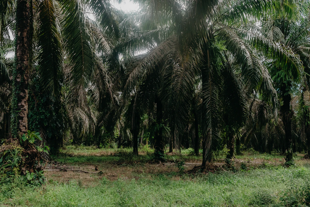 Plantation & Agriculture site monitored by AI vision