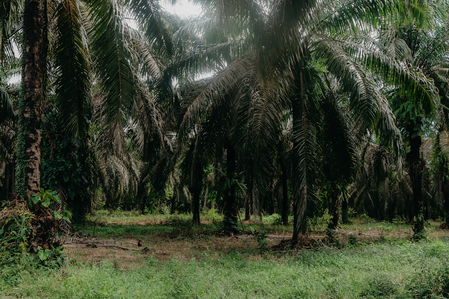 Dense palm oil plantation with green undergrowth, development land for sale Johor Malaysia