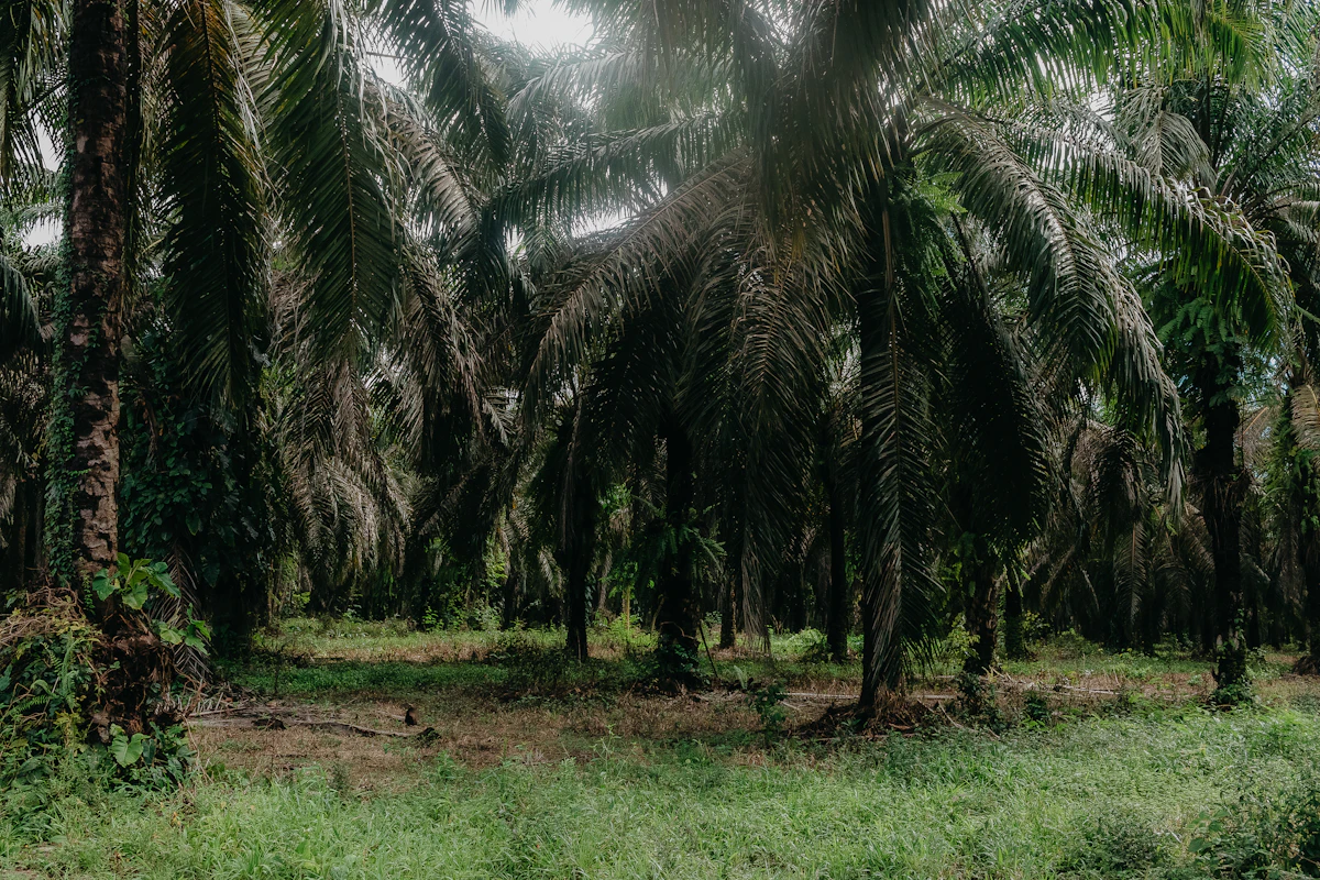 A dense palm oil plantation with green undergrowth