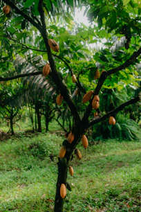 A cocoa tree with ripe pods in a tropical forest