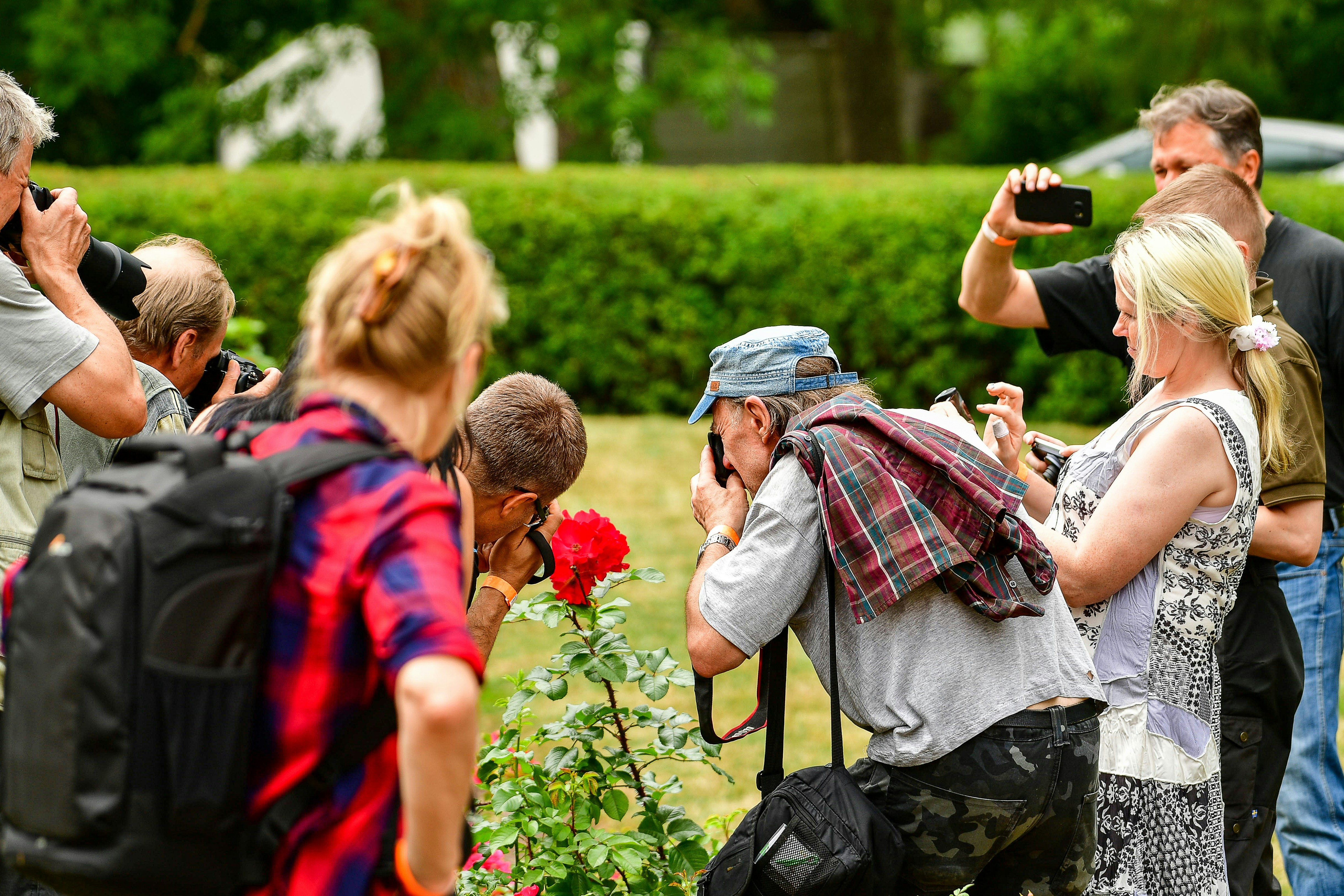 Un gruppo di persone che fotografa e annusa una rosa rossa.
