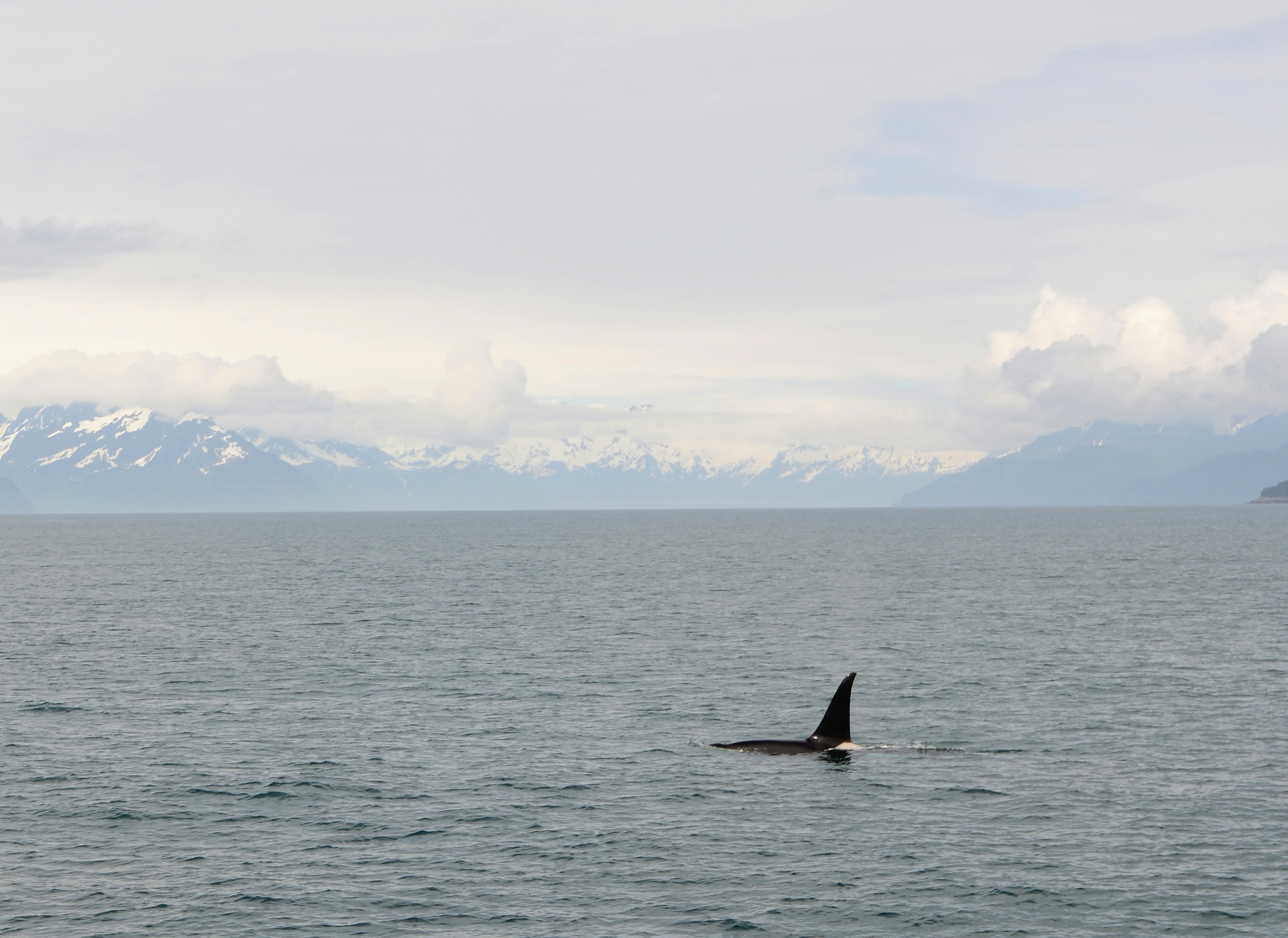 Orca surfacing near snow-capped mountains