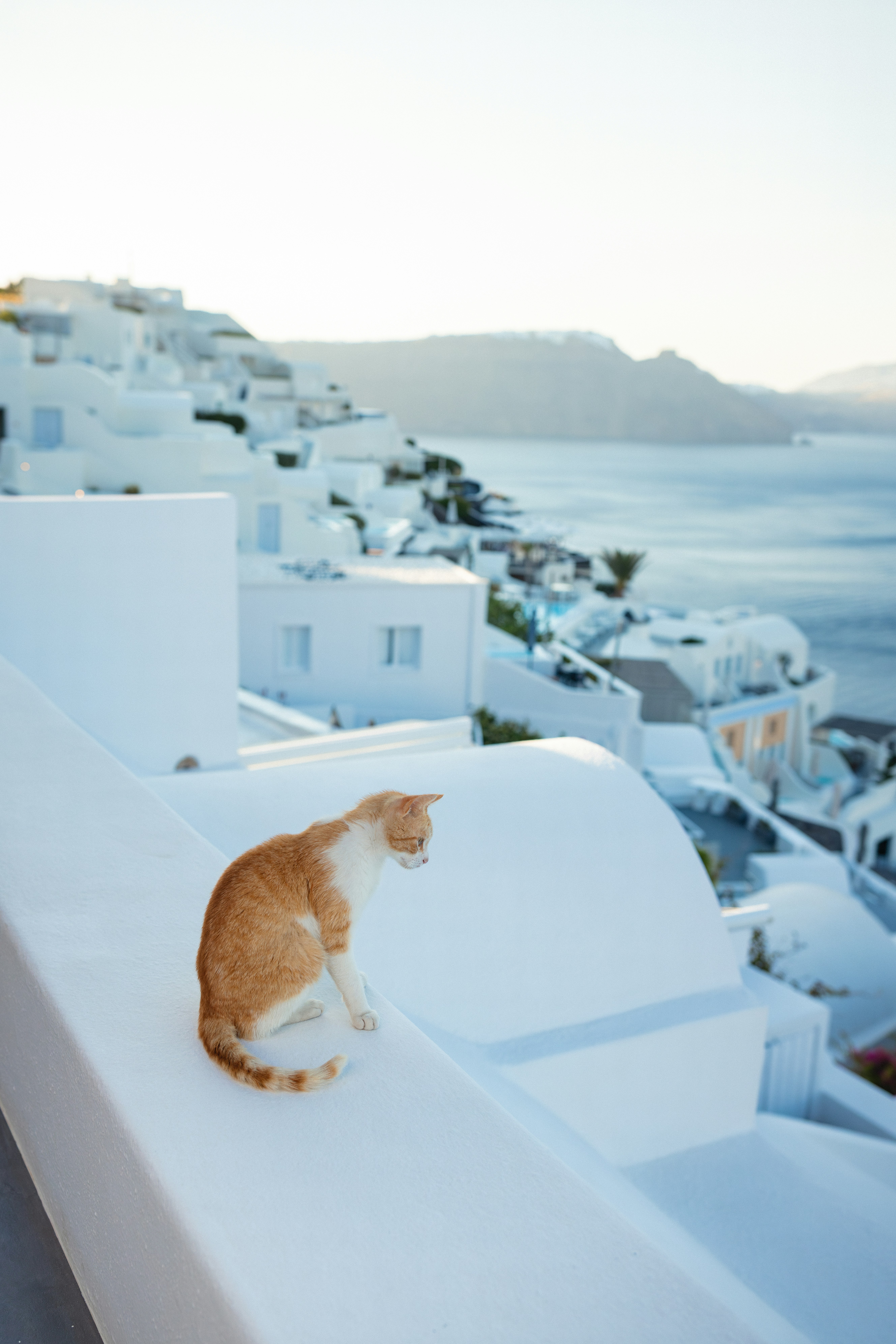 Orangefarbene Katze auf einer weißen Wand mit Blick auf ein Küstendorf.