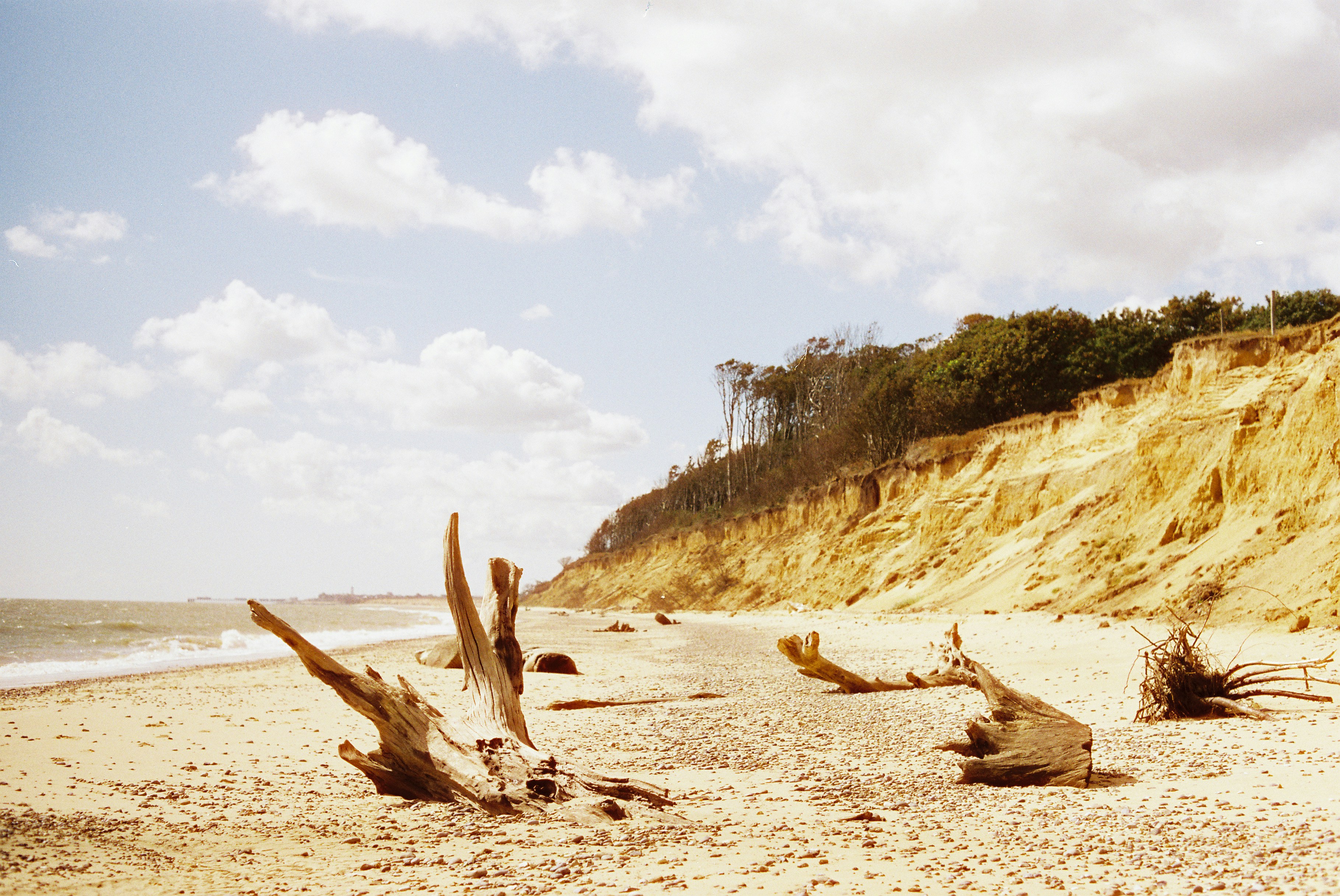 Driftwood on a sandy beach below a tree-covered cliff.