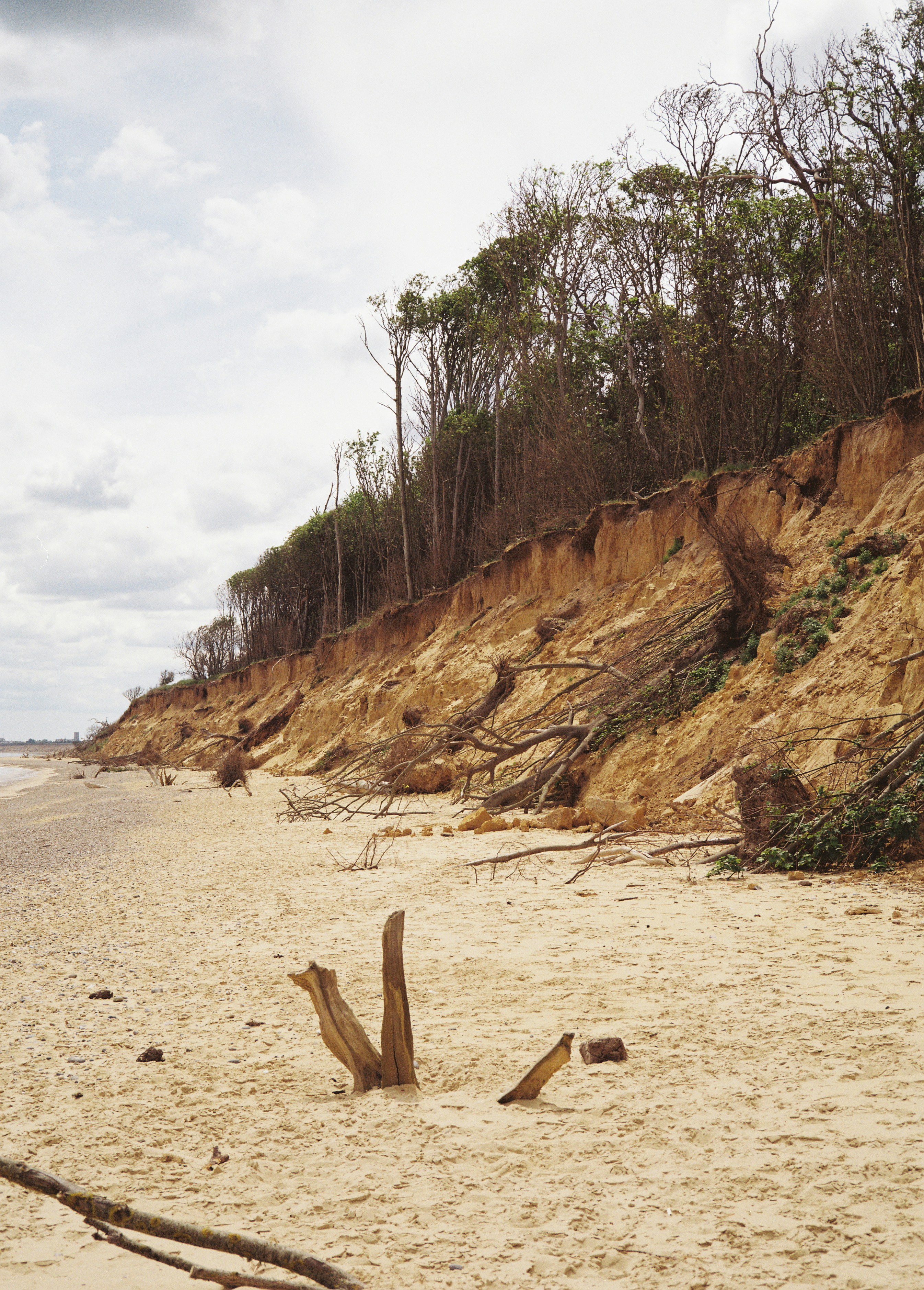 Una spiaggia sabbiosa con una scogliera alta che si erosisce e alberi.
