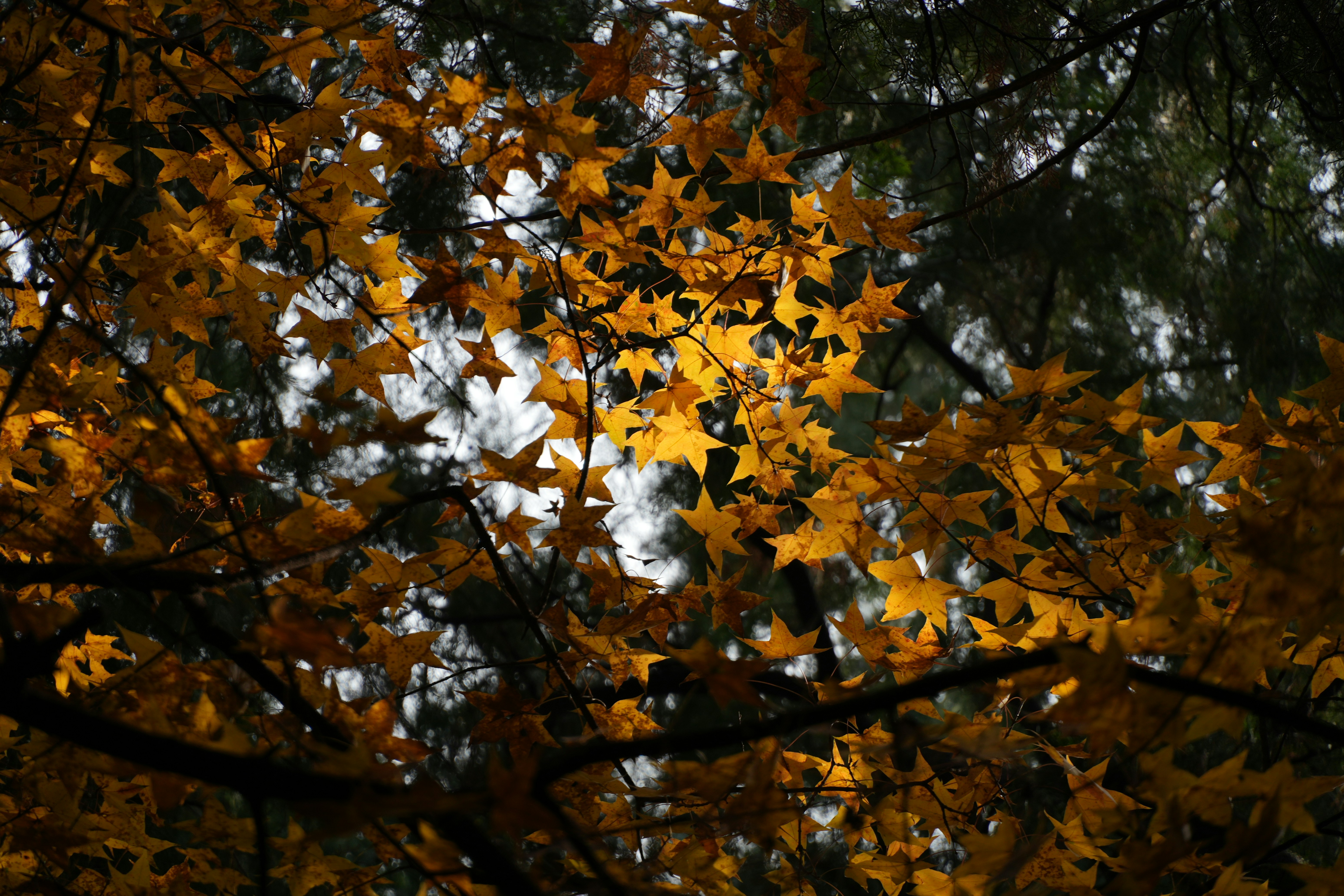 Photo by wisprain