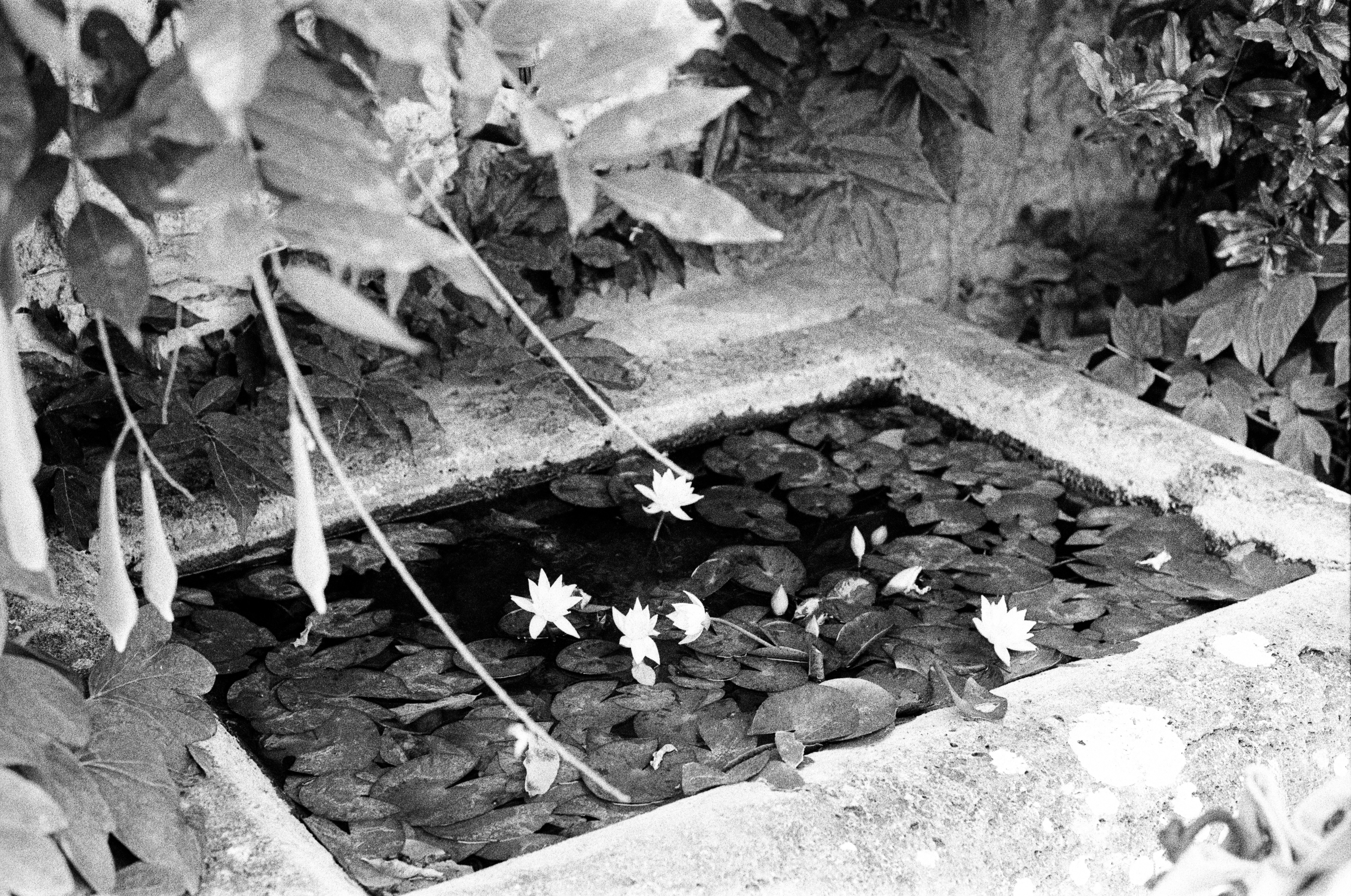 A rectangular pond filled with water lilies and lush foliage