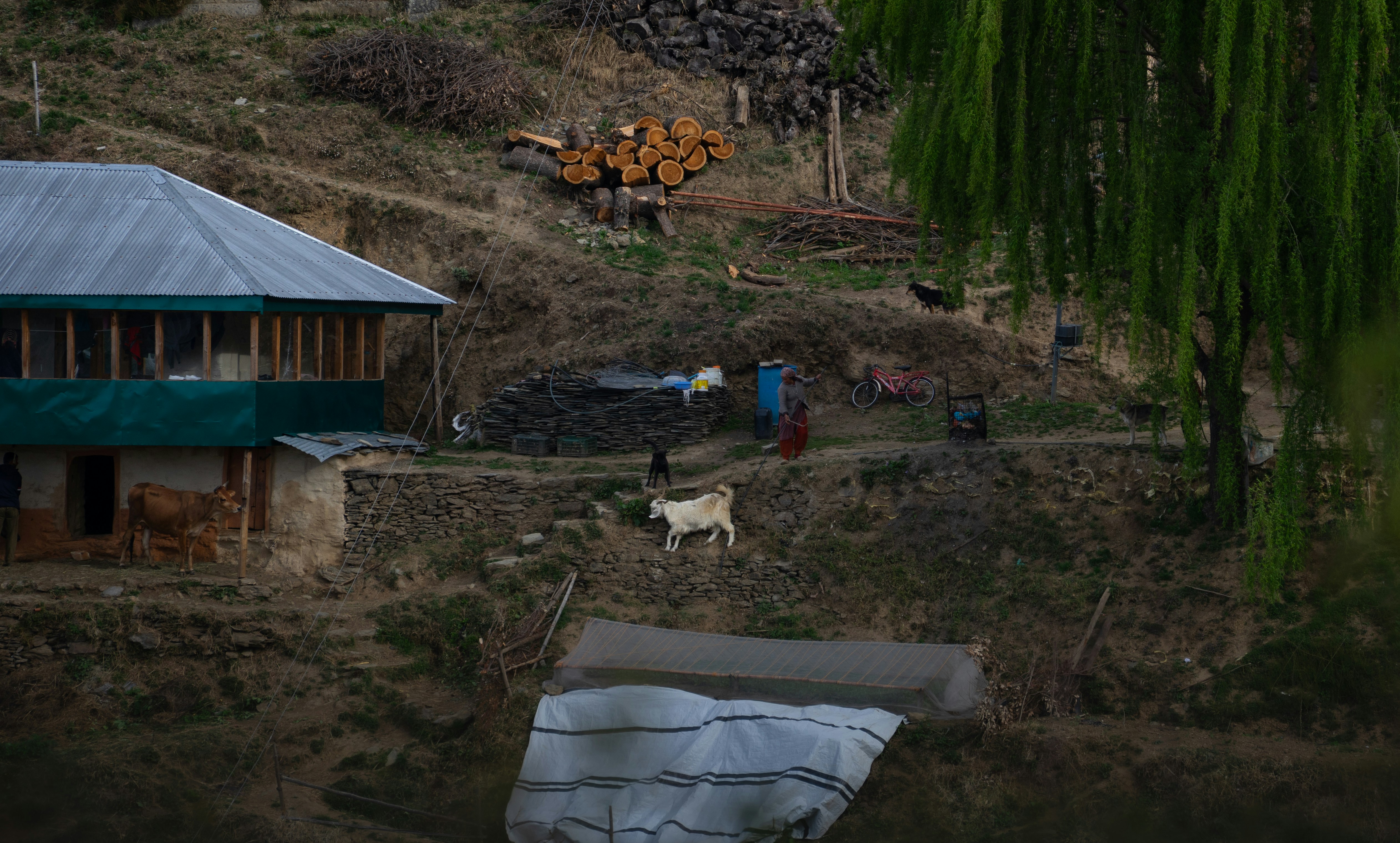 Wired in the Clouds: How Digital Connectivity Is Opening New Horizons for Darjeeling's Remote Villages