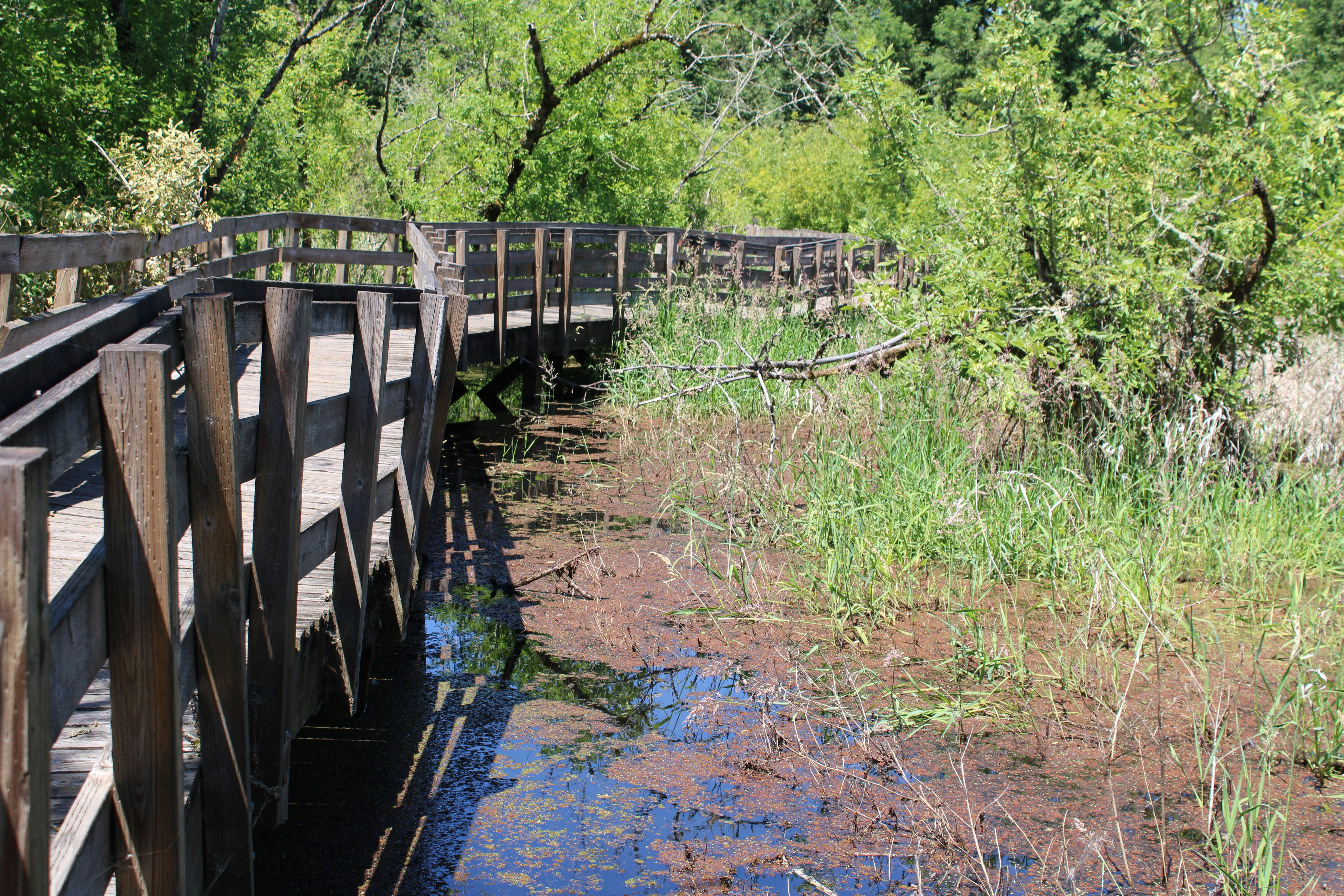 Boardwalk curving through lush wetland